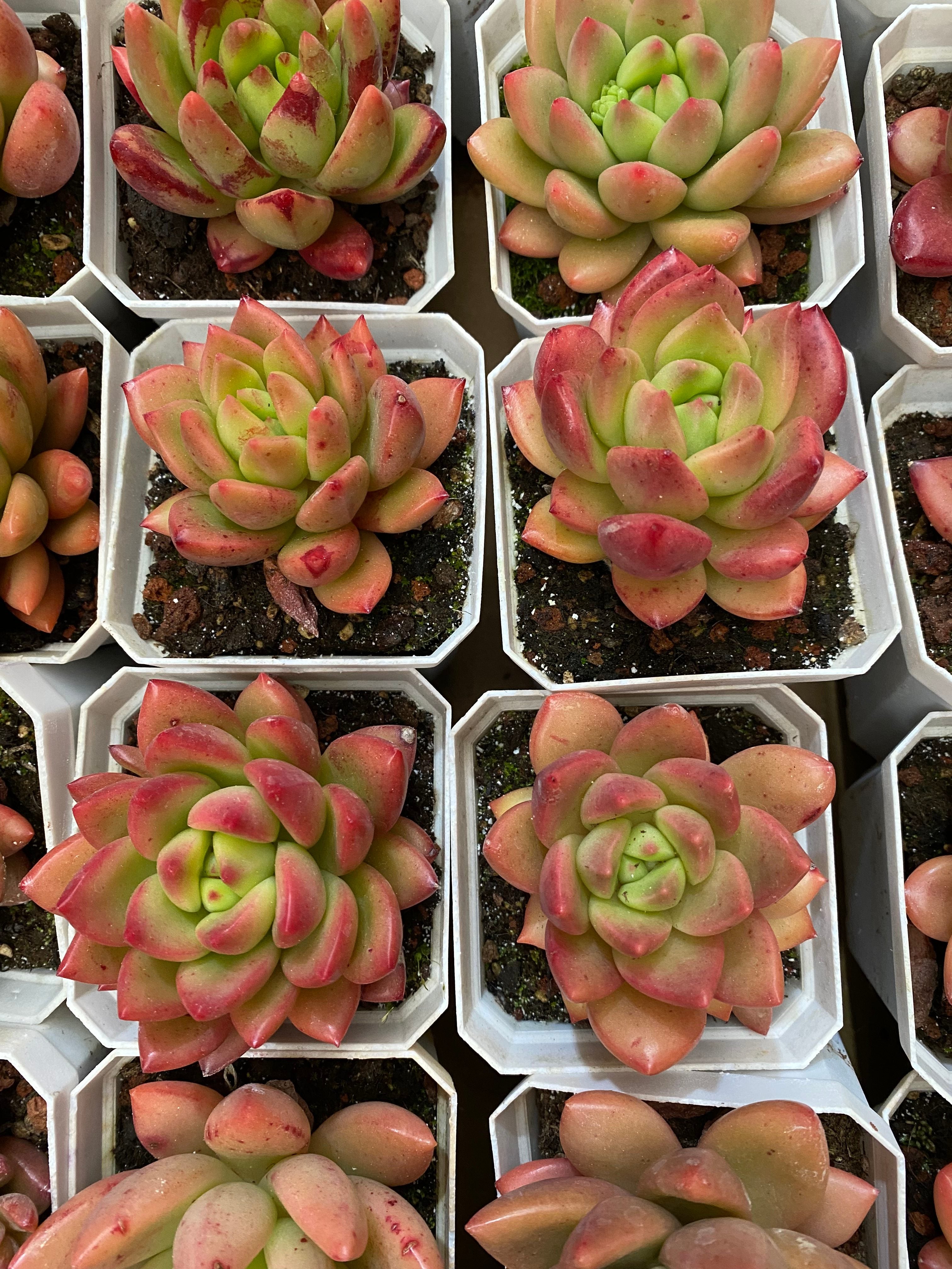 A096 エケベリア キューピッド・ハイブリッド