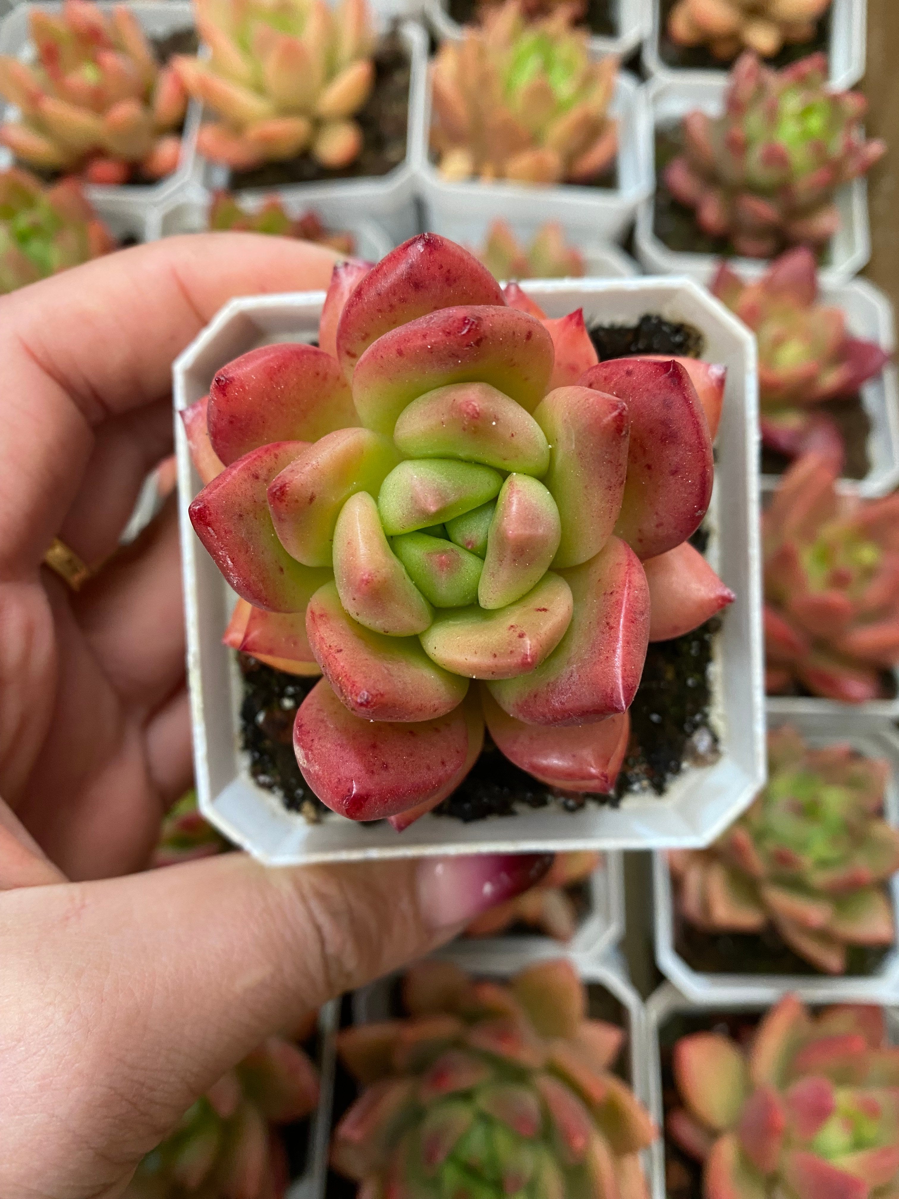 A096 エケベリア キューピッド・ハイブリッド