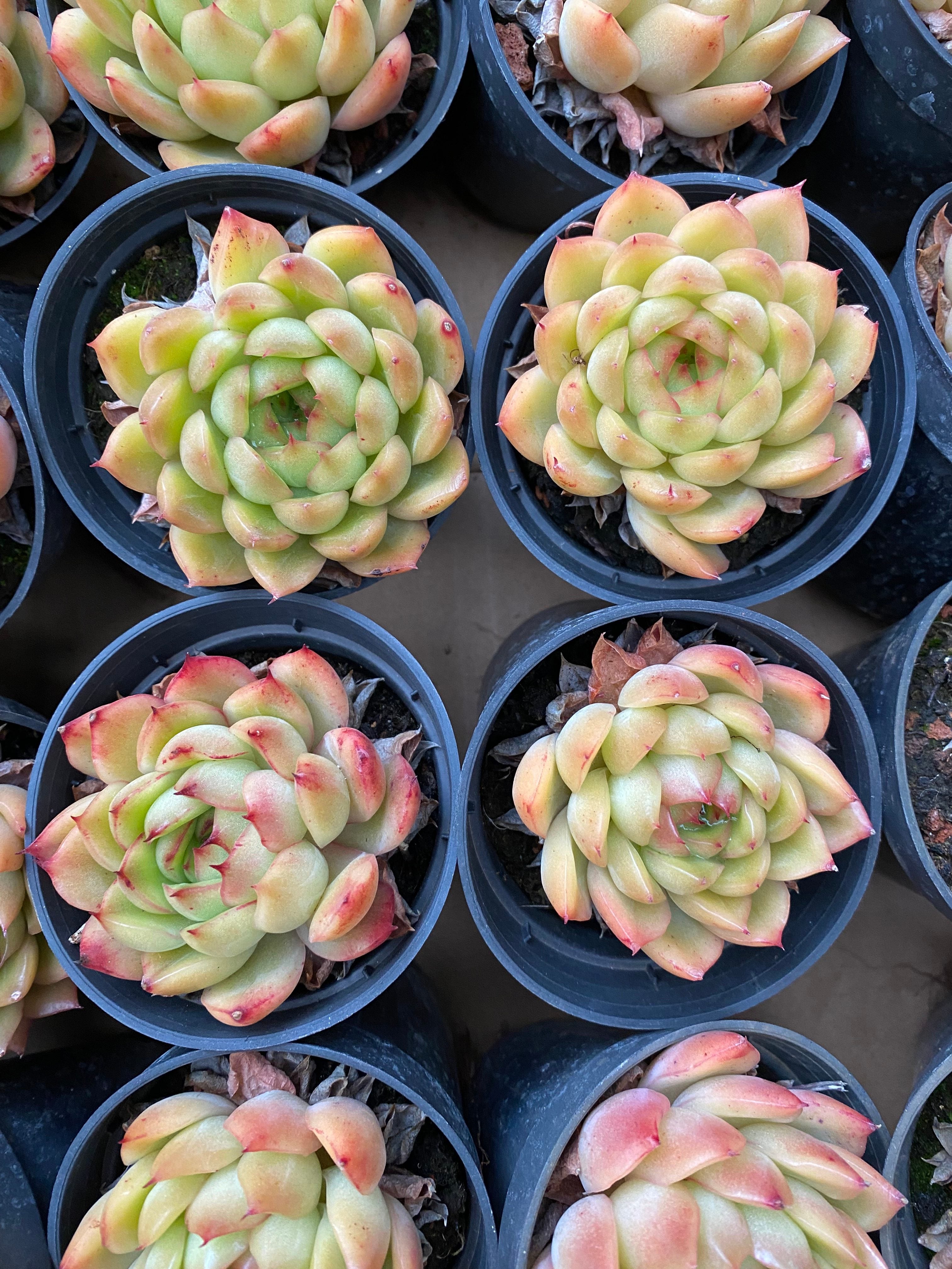 A097 エケベリア アイスエンジェル