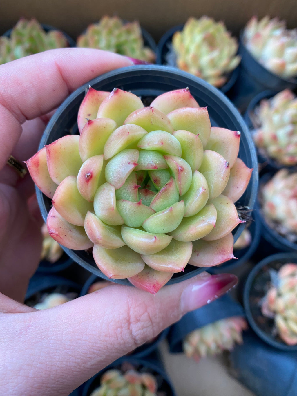 A097 エケベリア アイスエンジェル