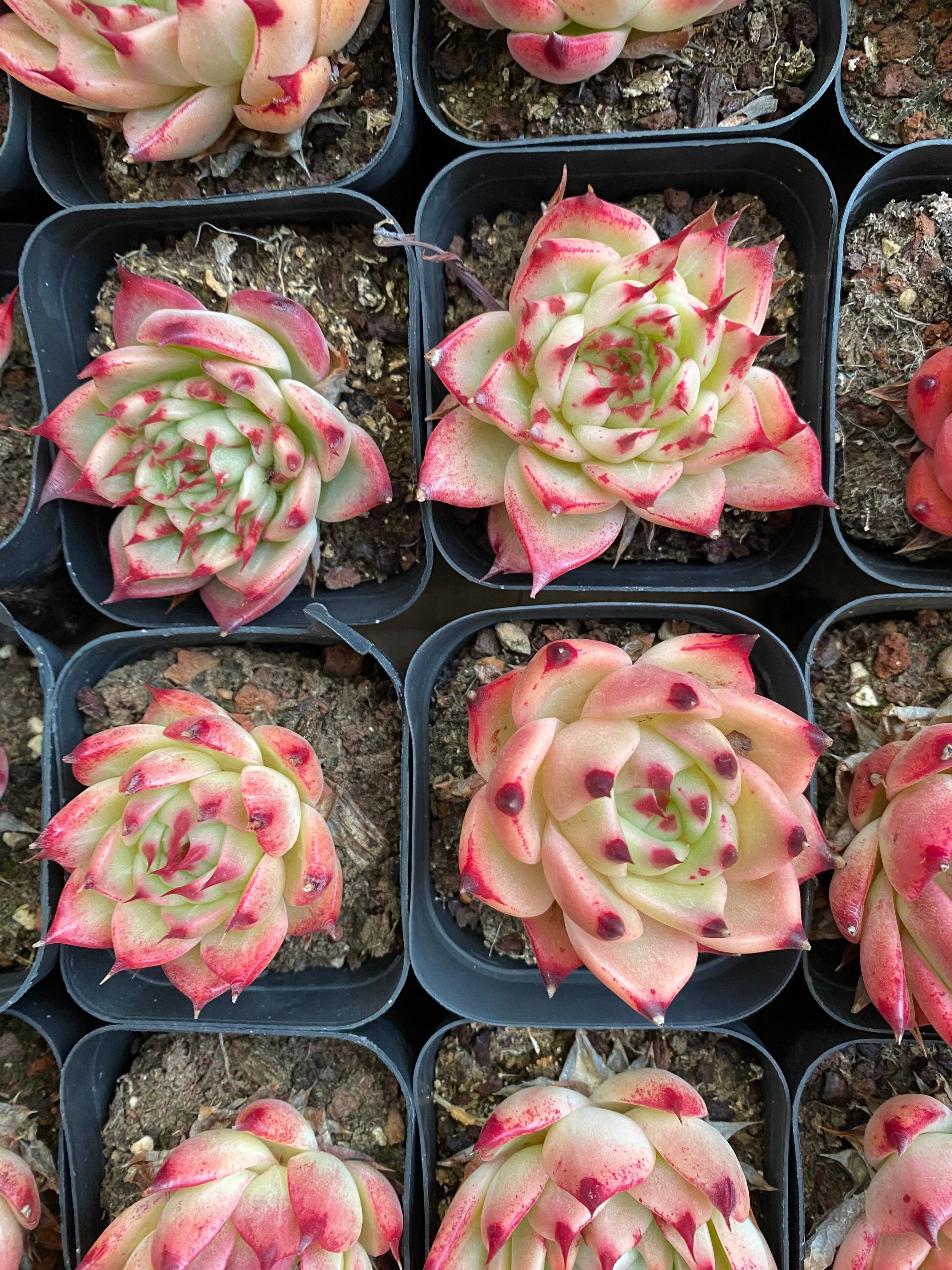 A098 エケベリア トスカーナ