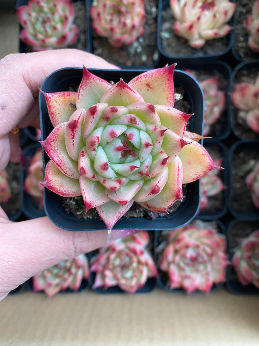 A098 エケベリア トスカーナ