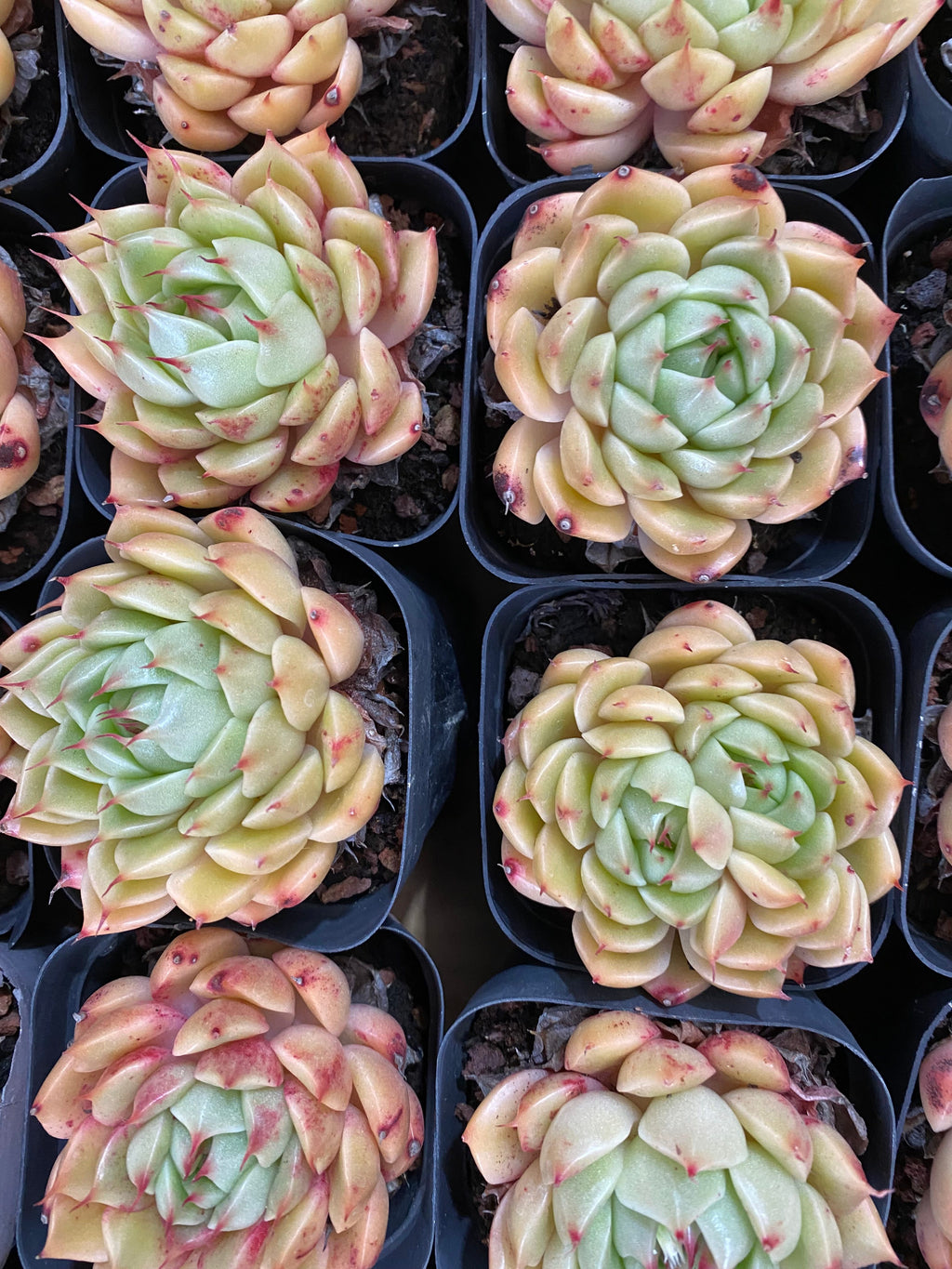 A099 エケベリア シルバースノー