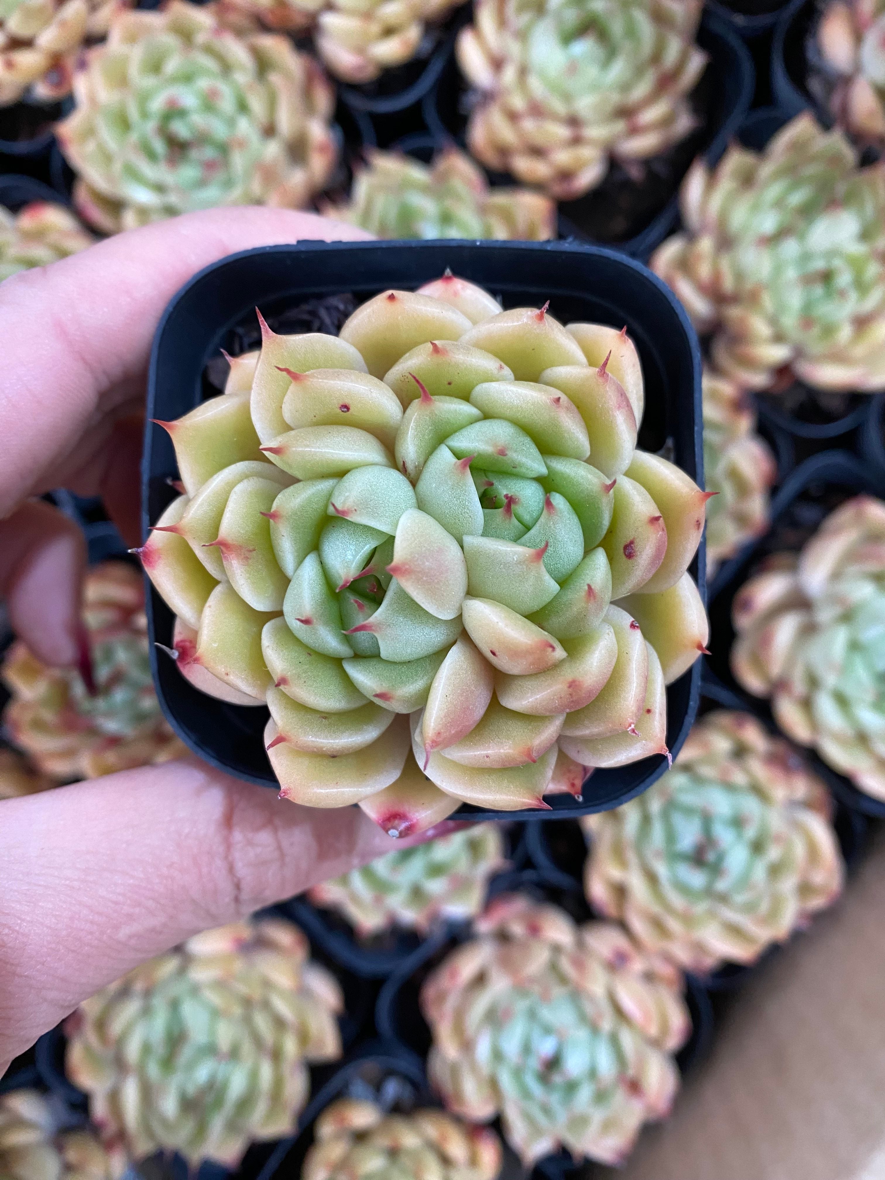 A099 エケベリア シルバースノー