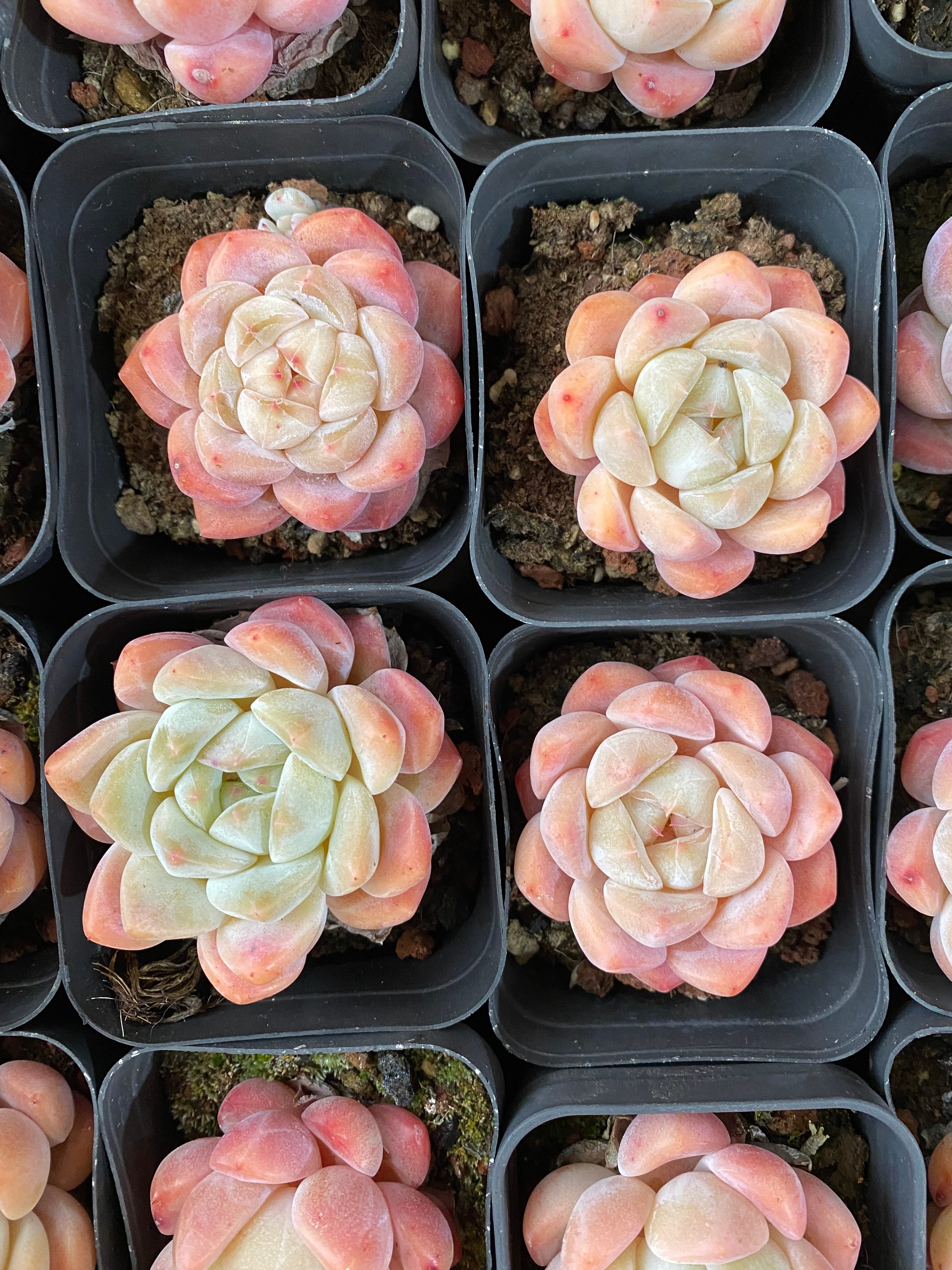 A100 エケベリア シックモンロー