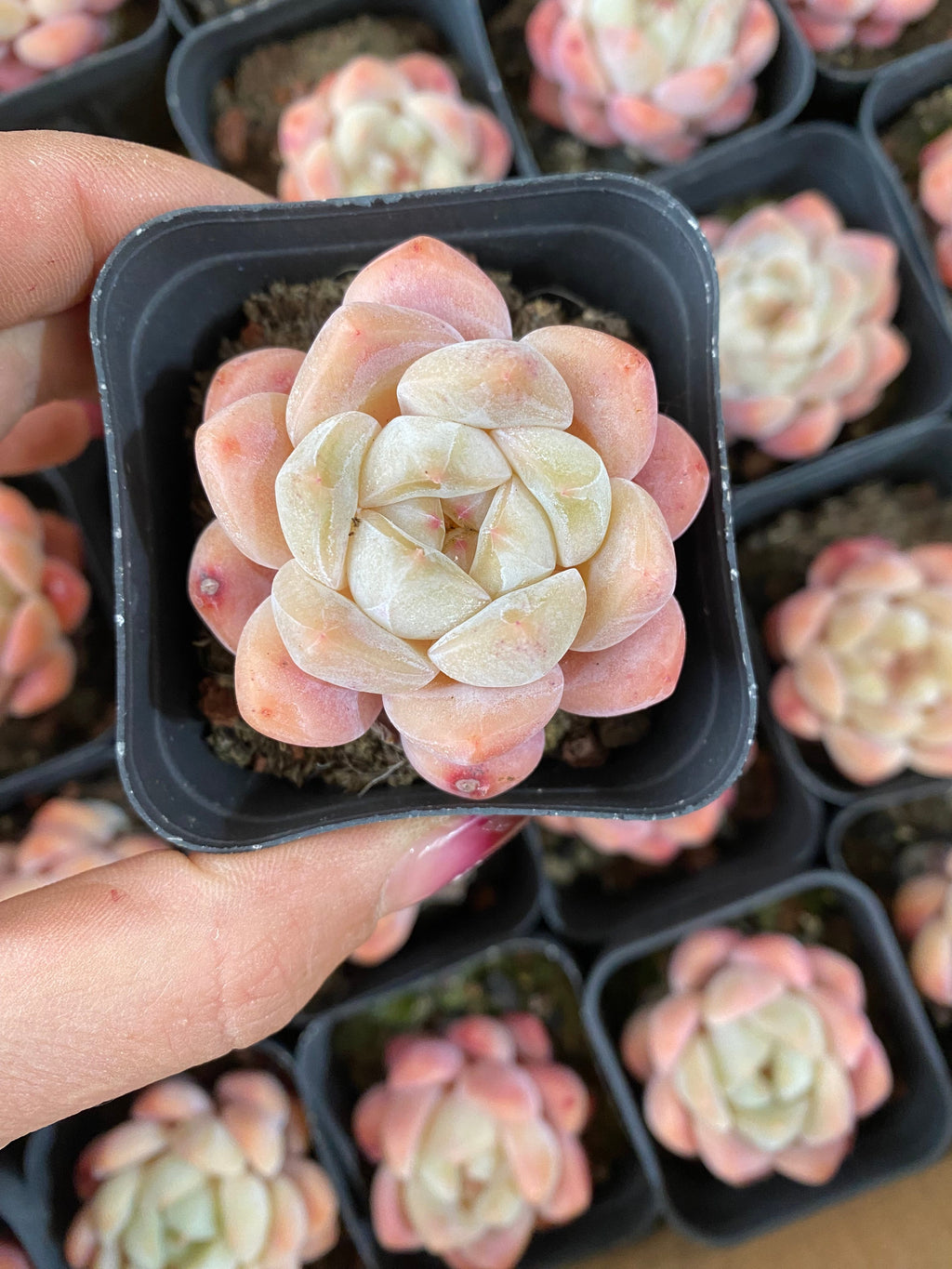 A100 エケベリア シックモンロー