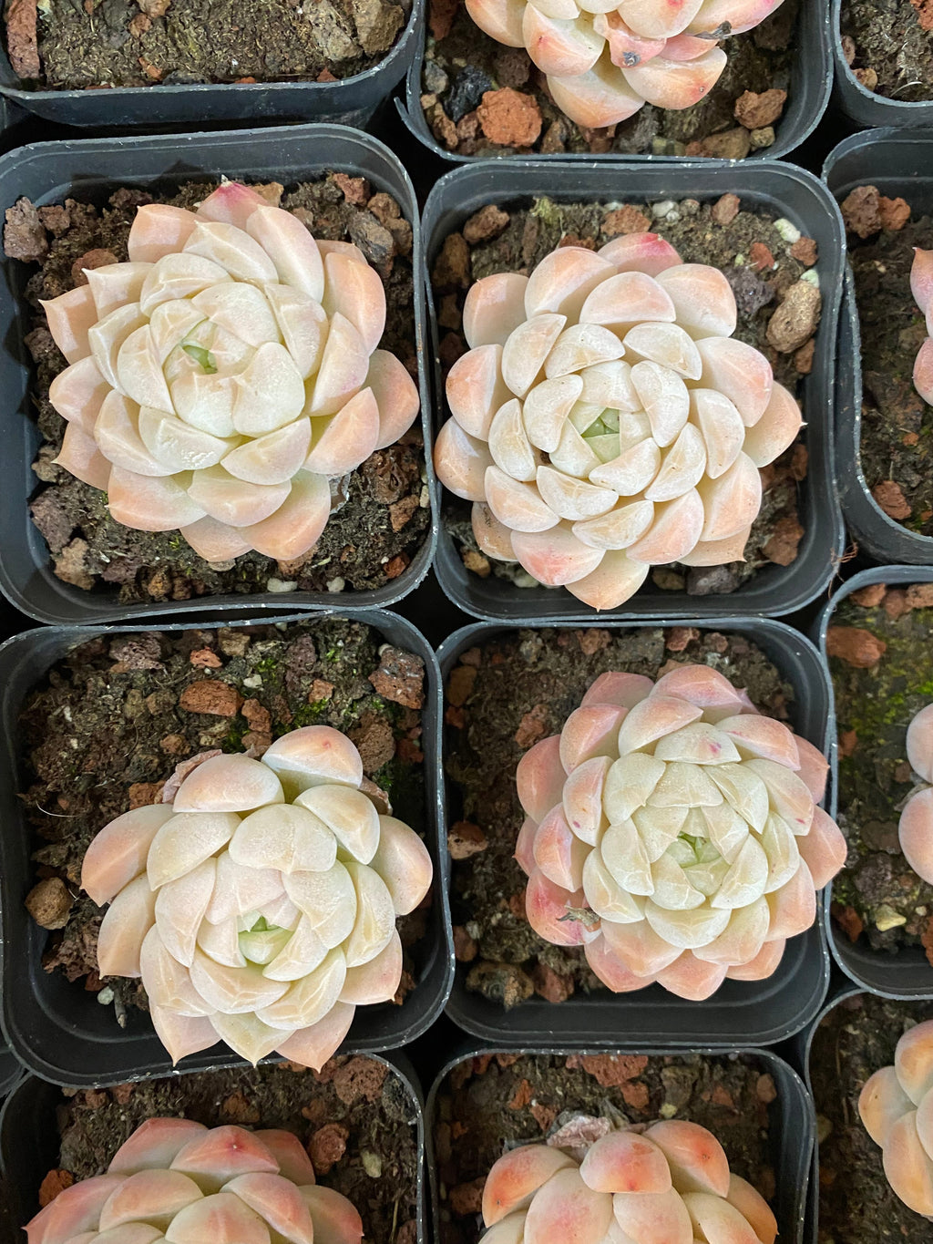 A101 エケベリア クリームローズ