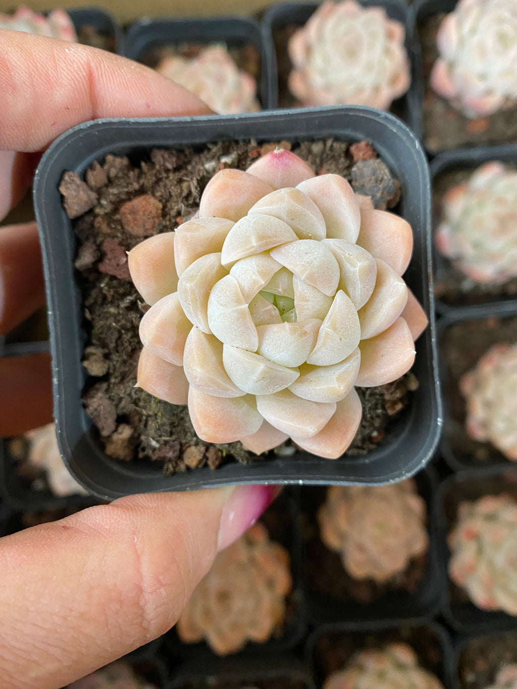 A101 エケベリア クリームローズ