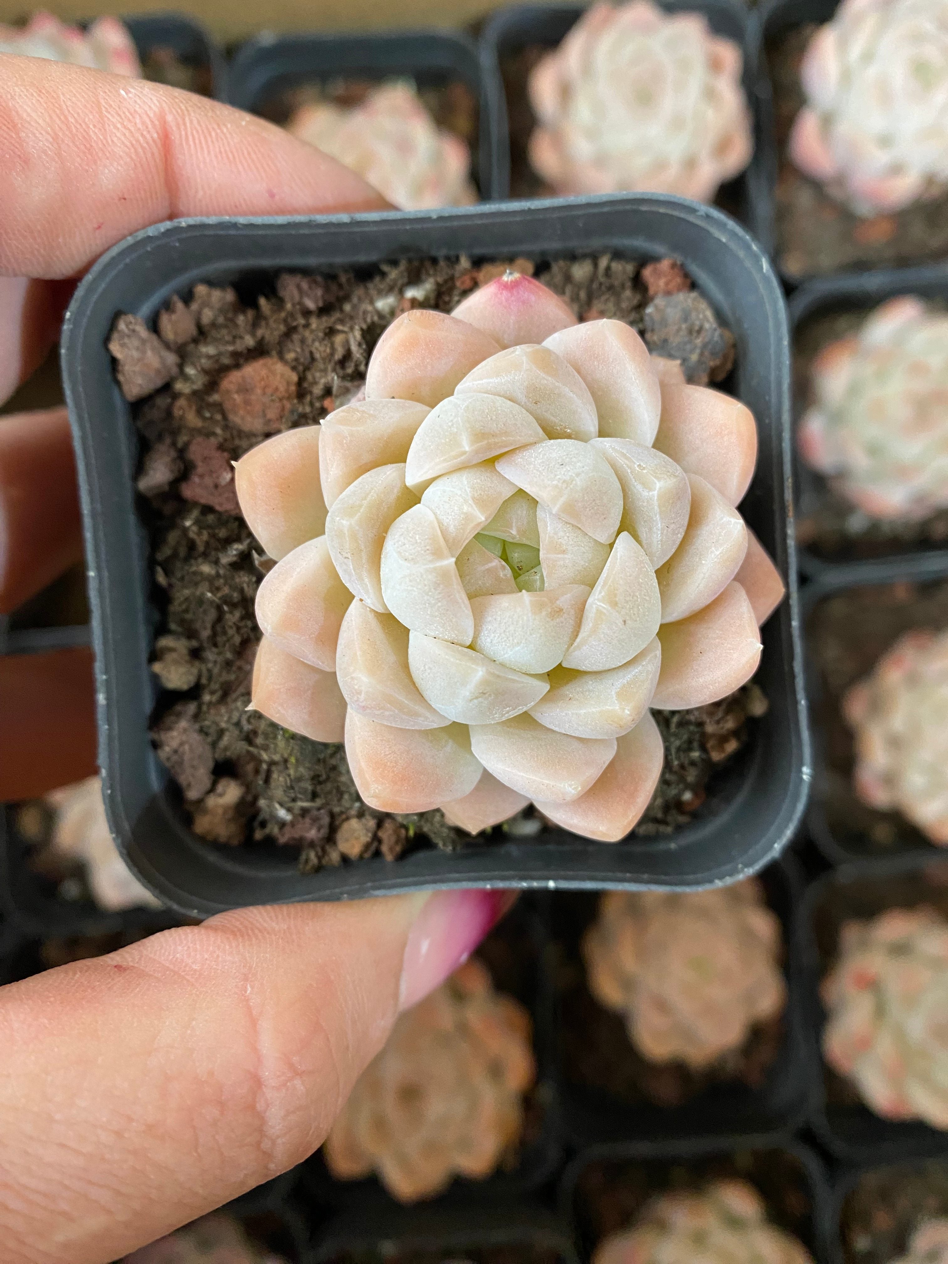 A101 エケベリア クリームローズ