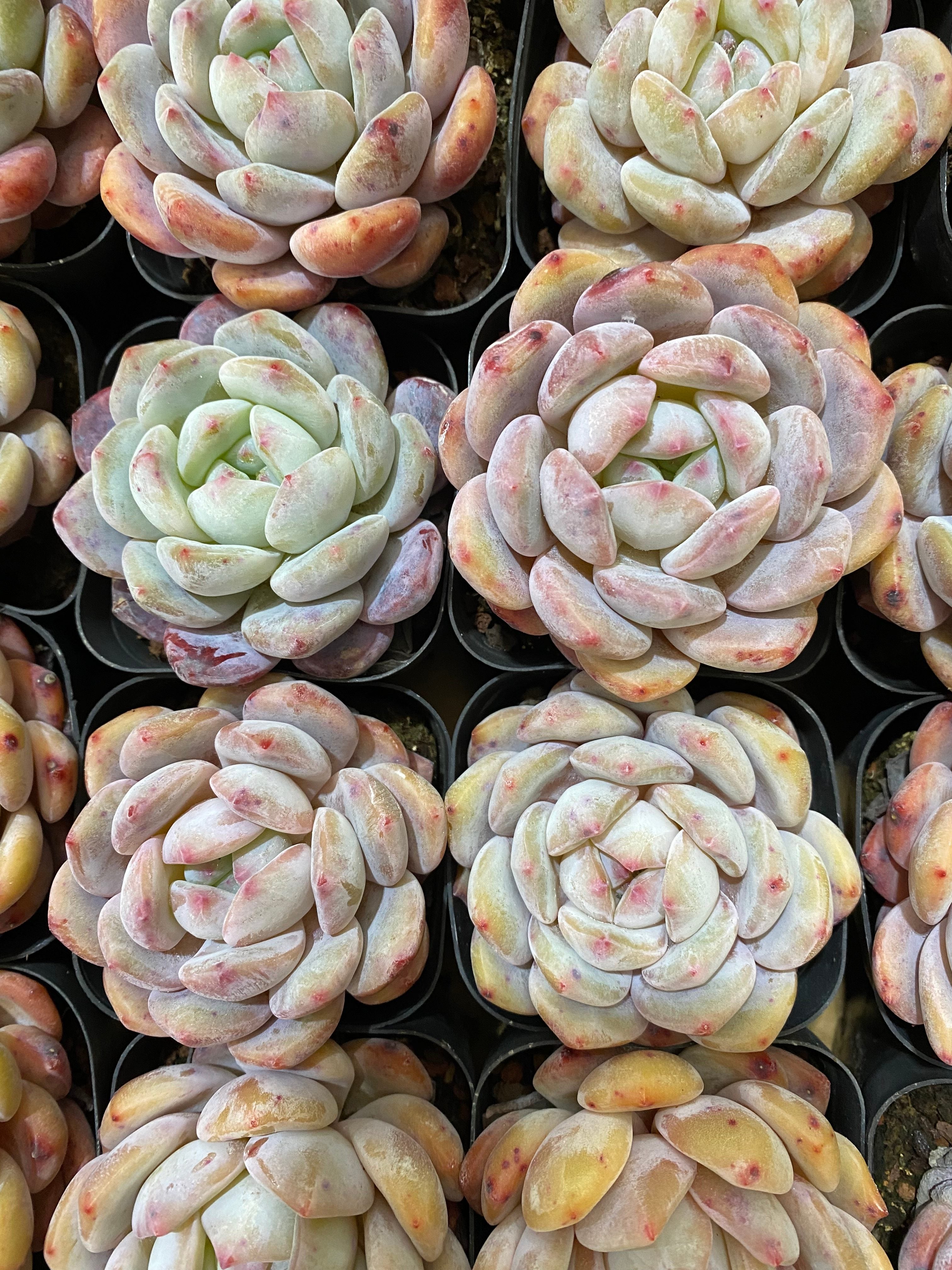 A102 エケベリア 星影