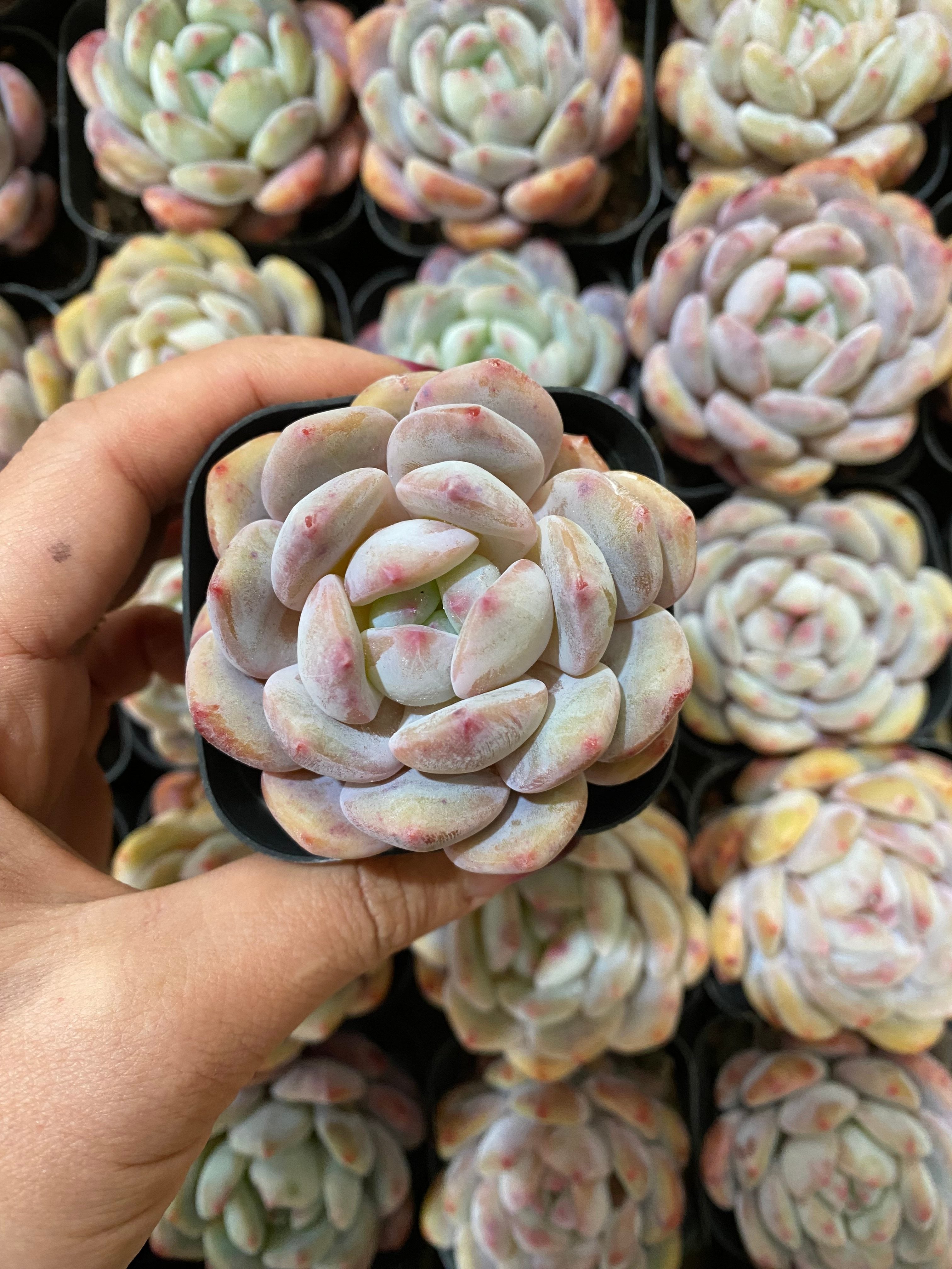 A102 エケベリア 星影