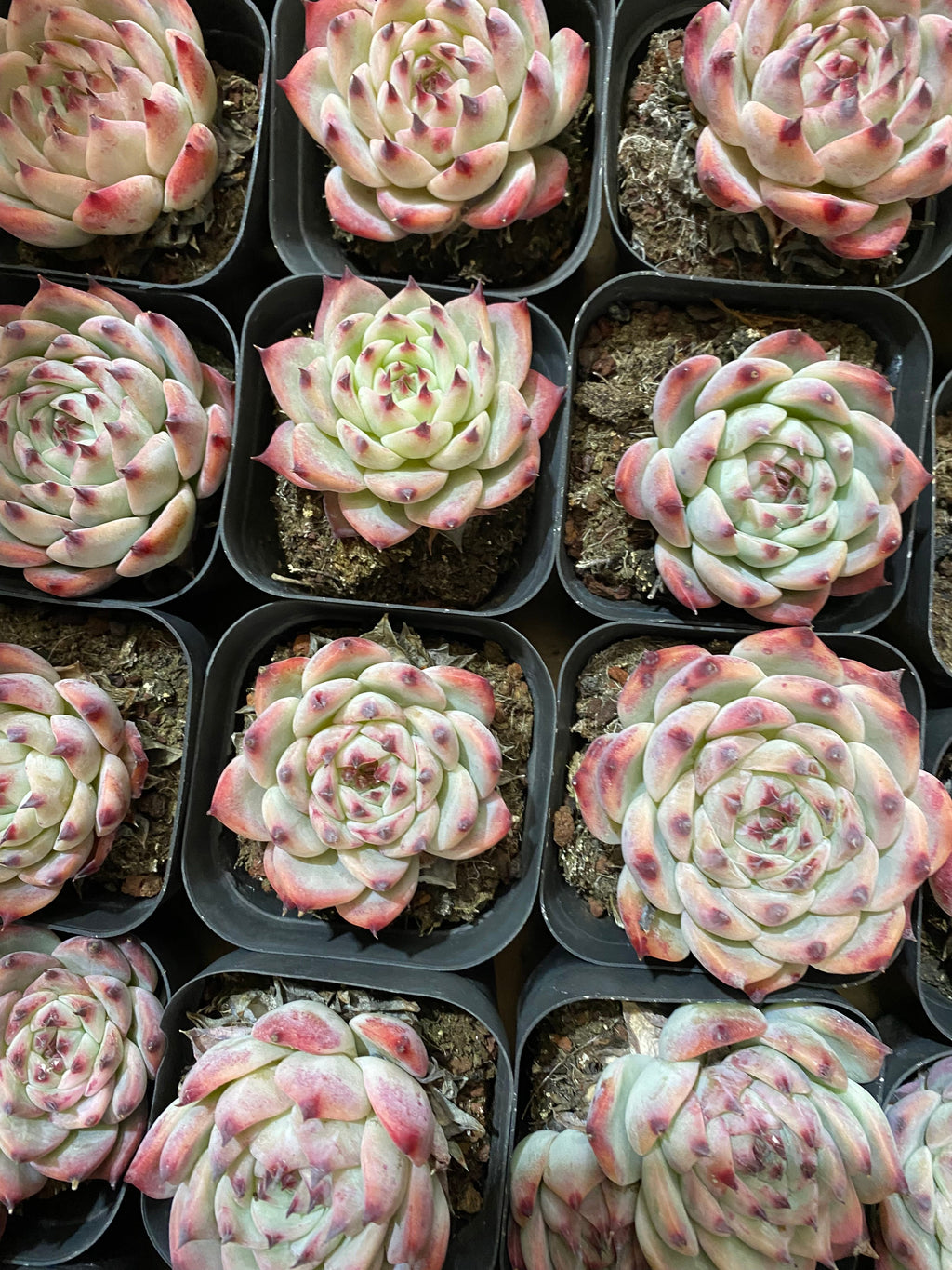 A103 エケベリア チワワエンシス