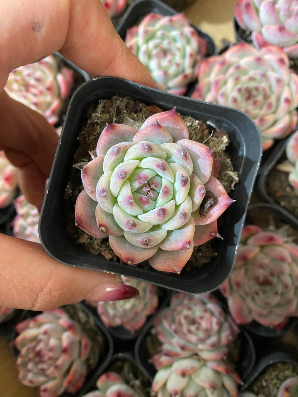 A103 エケベリア チワワエンシス