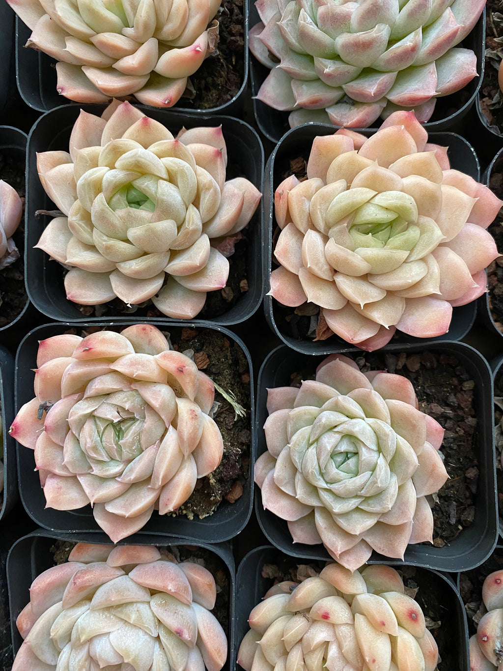 A104 エケベリア ヒューミルス