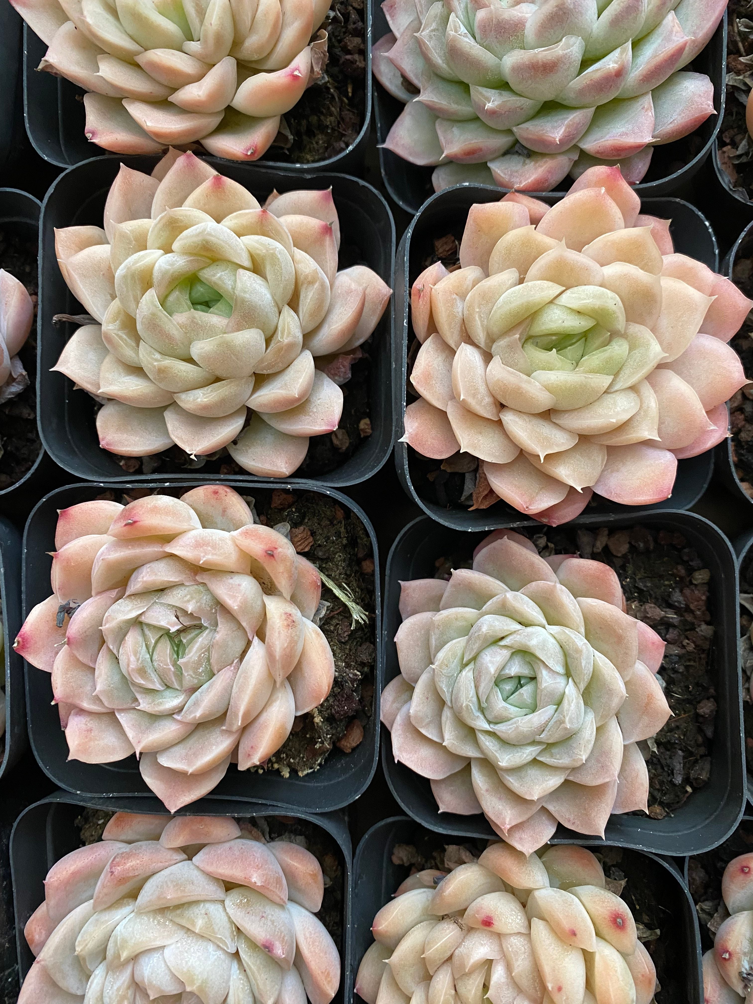 A104 エケベリア ヒューミルス