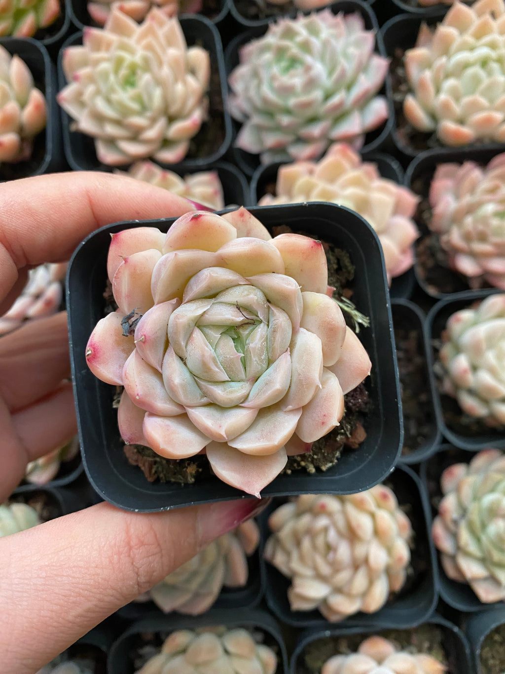 A104 エケベリア ヒューミルス