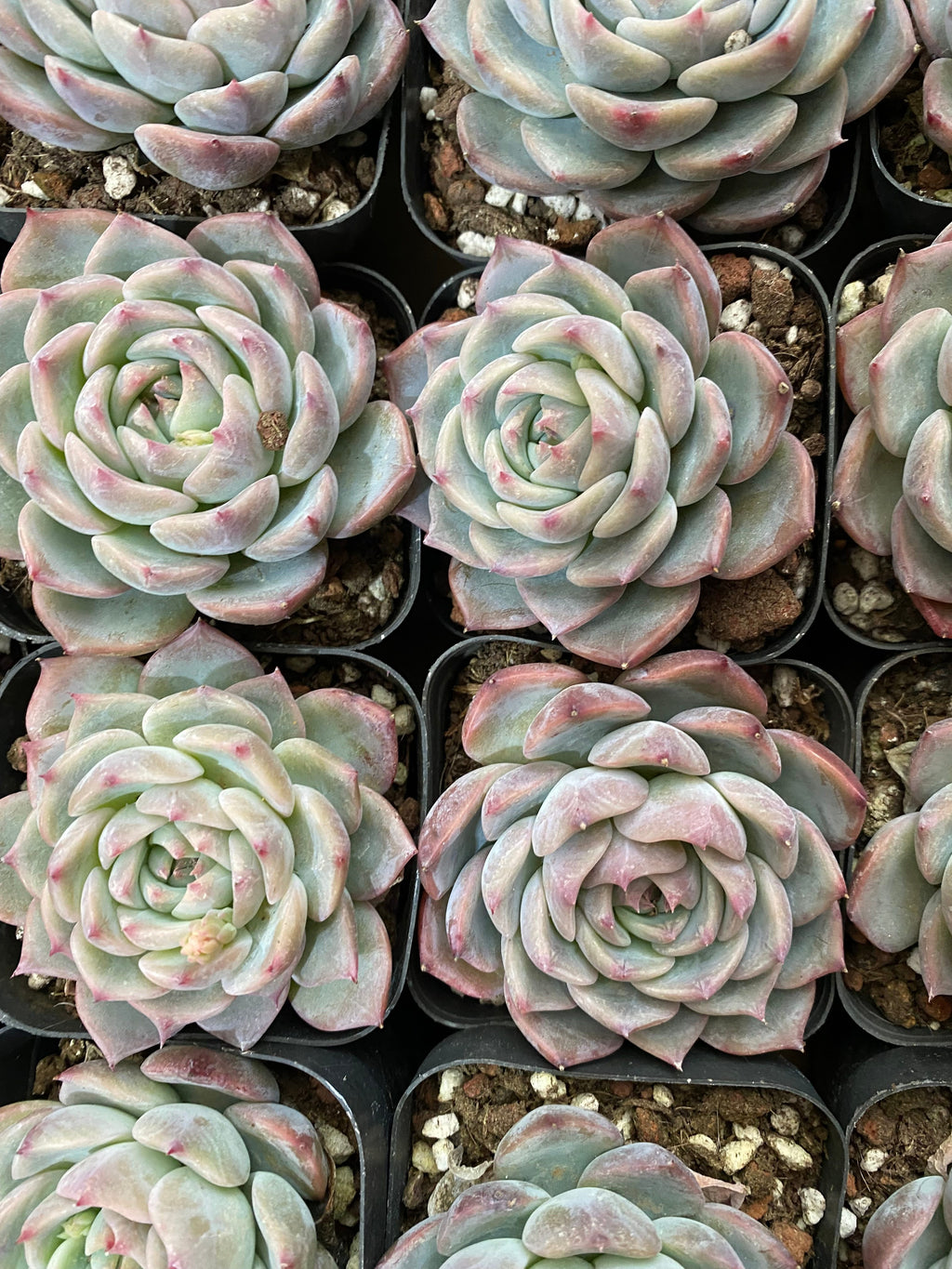 A106 エケベリア カンティクル