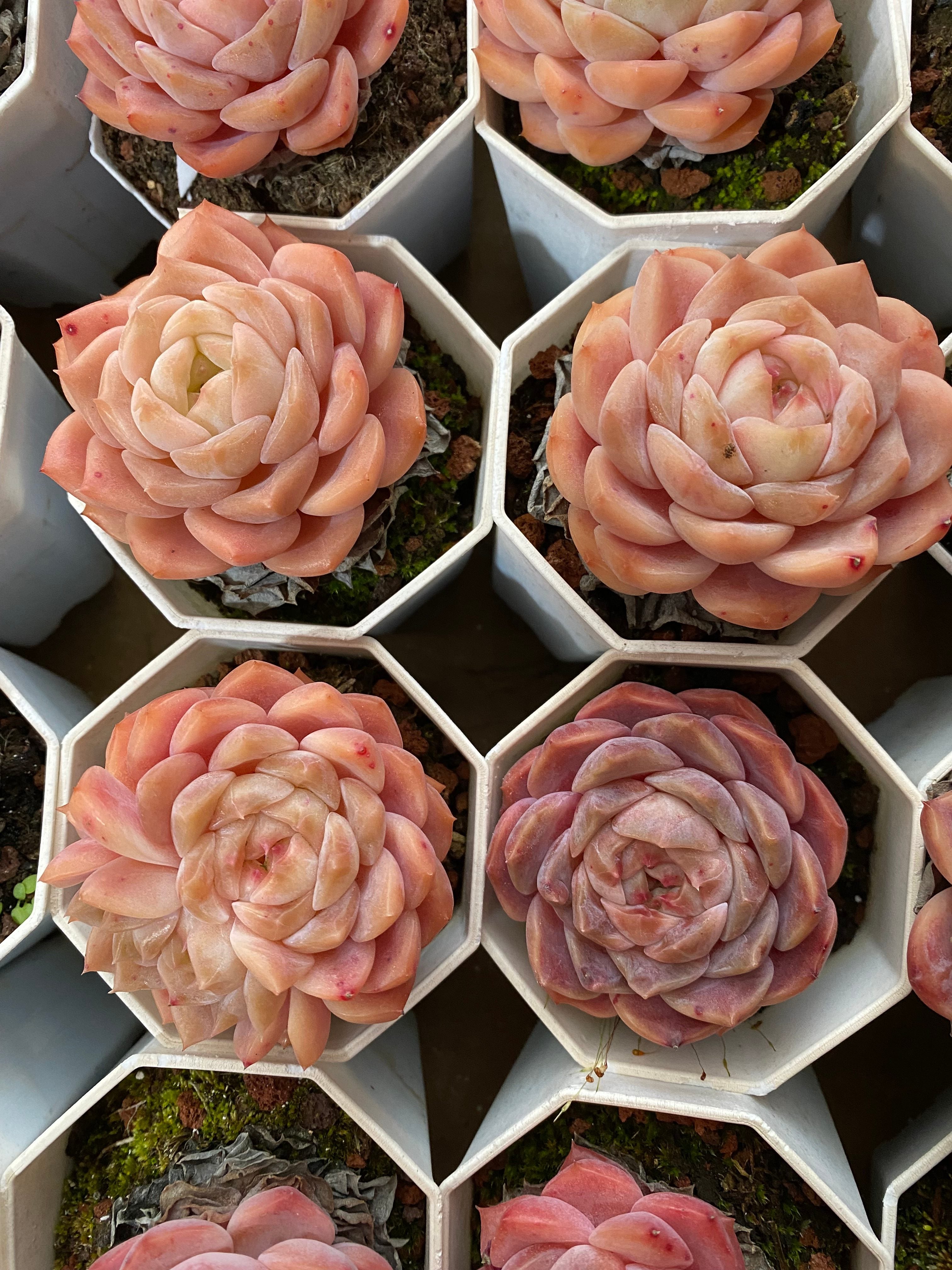 A107 エケベリア 愛神