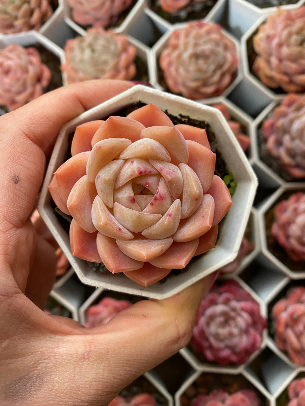 A107 エケベリア 愛神