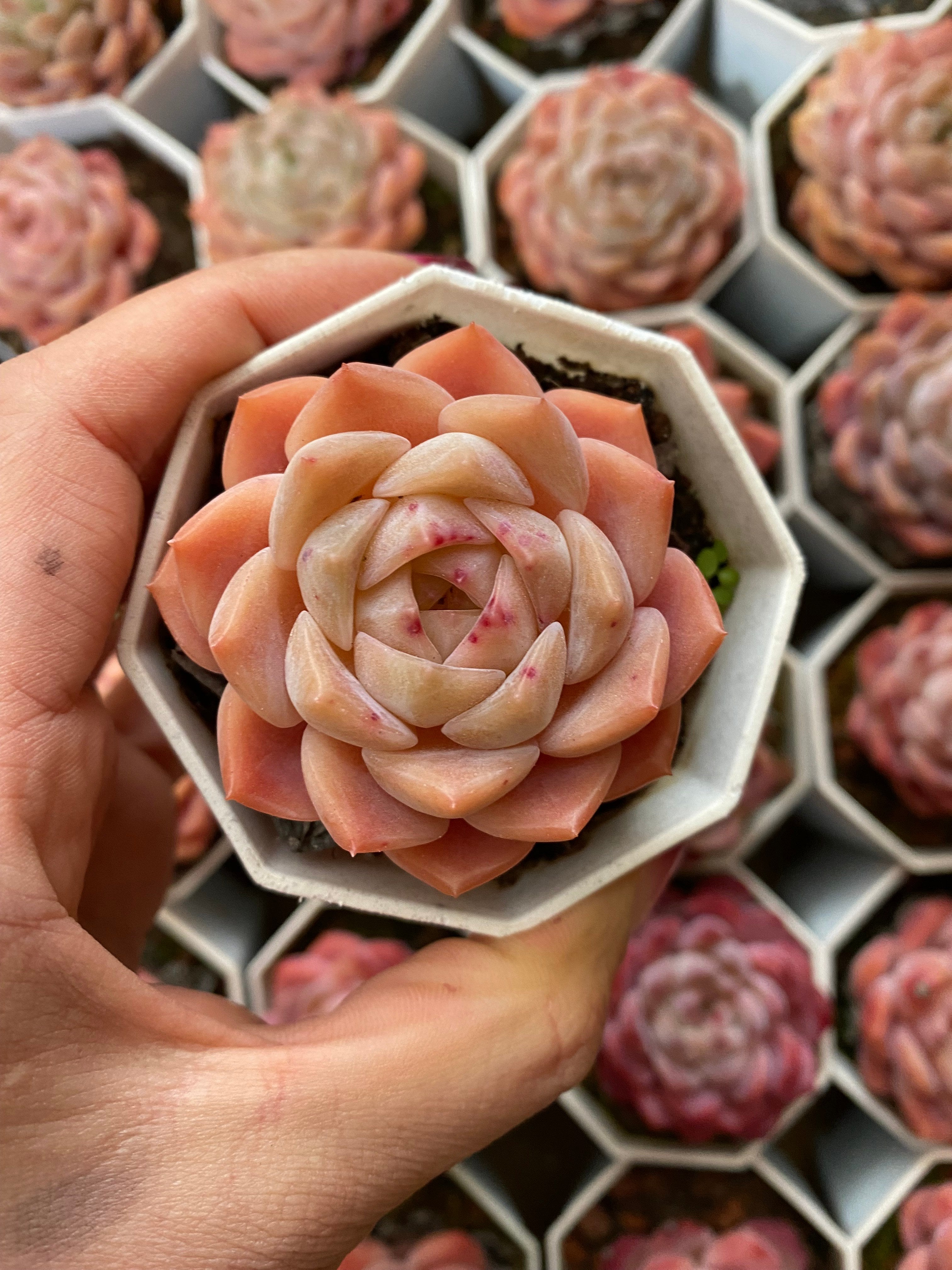 A107 エケベリア 愛神