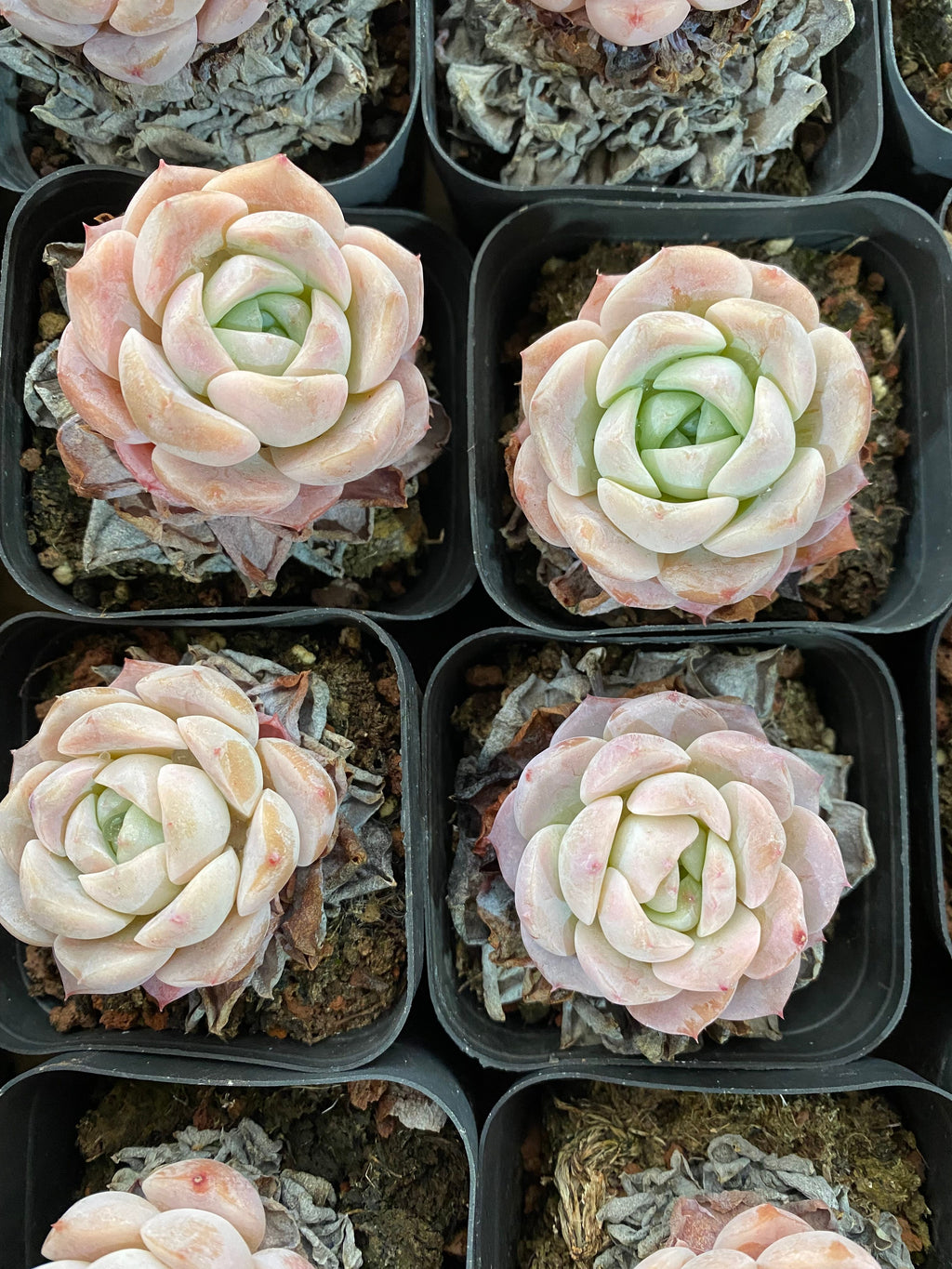 A108 エケベリア エリークイーン