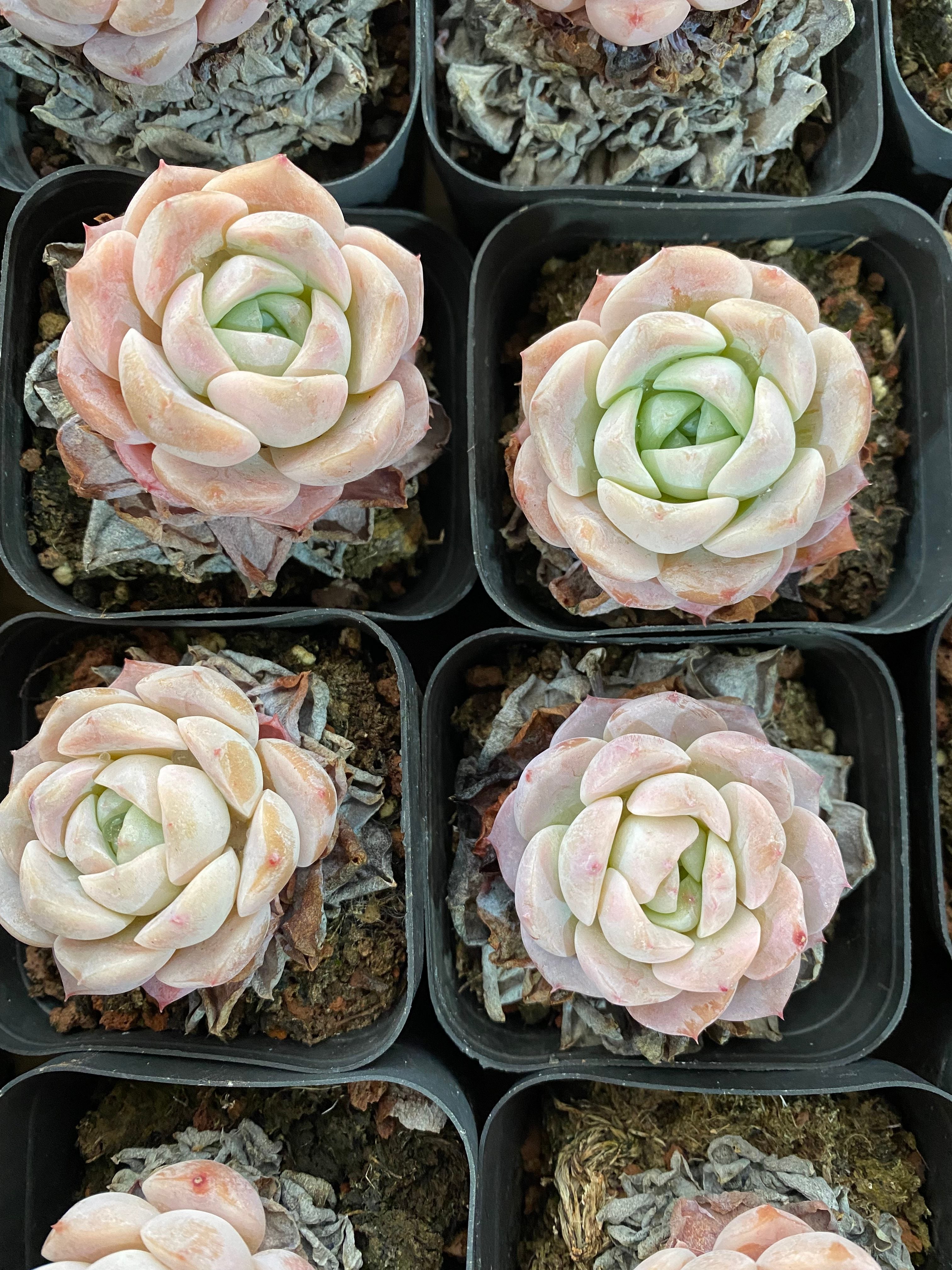 A108 エケベリア エリークイーン