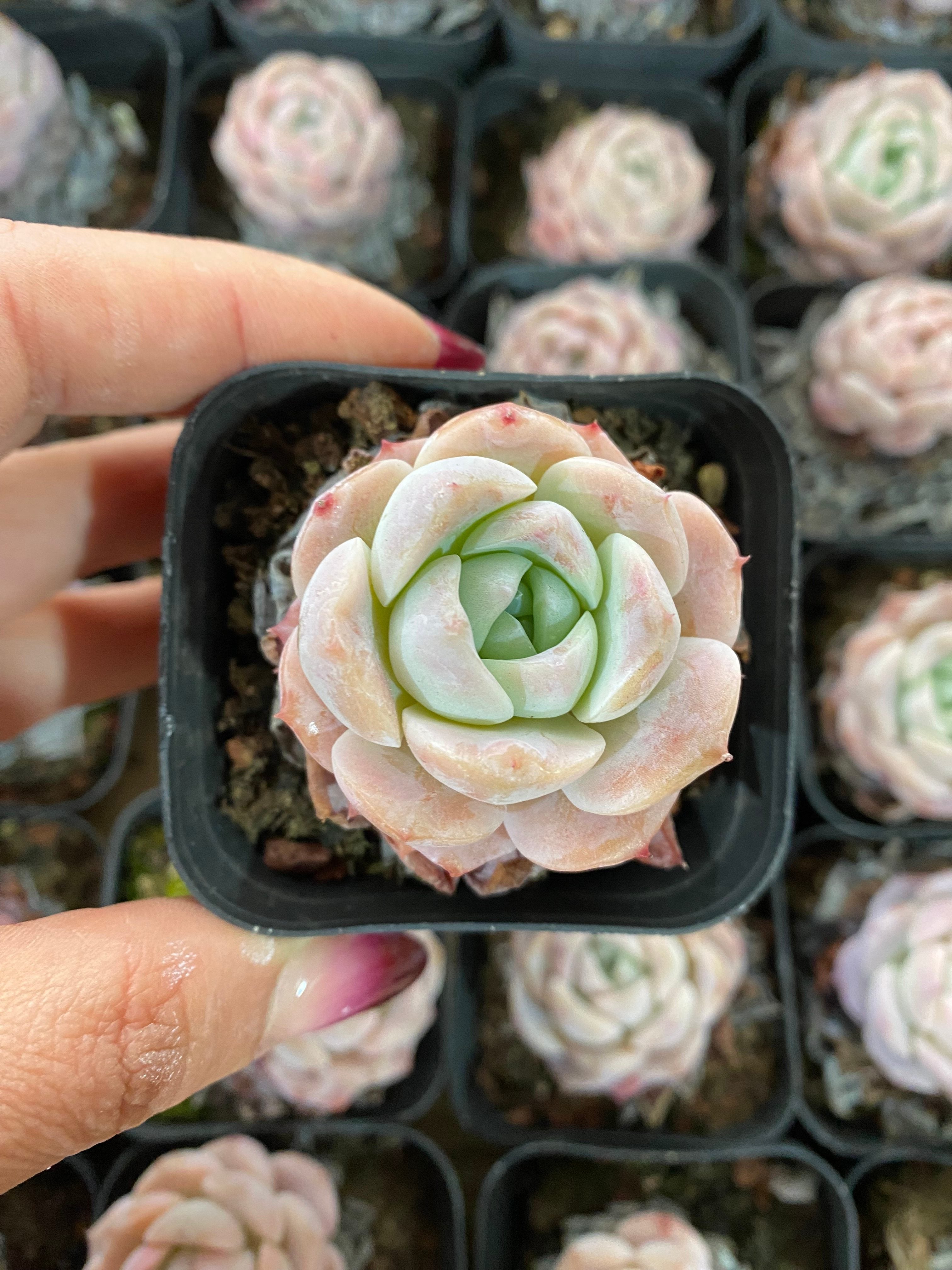 A108 エケベリア エリークイーン