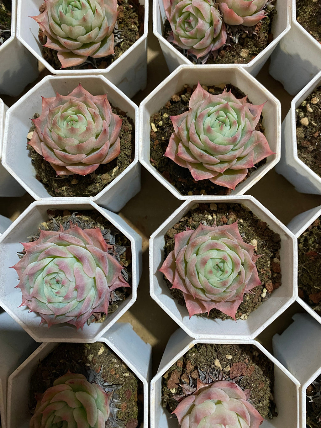 A109 エケベリア スカイワールド