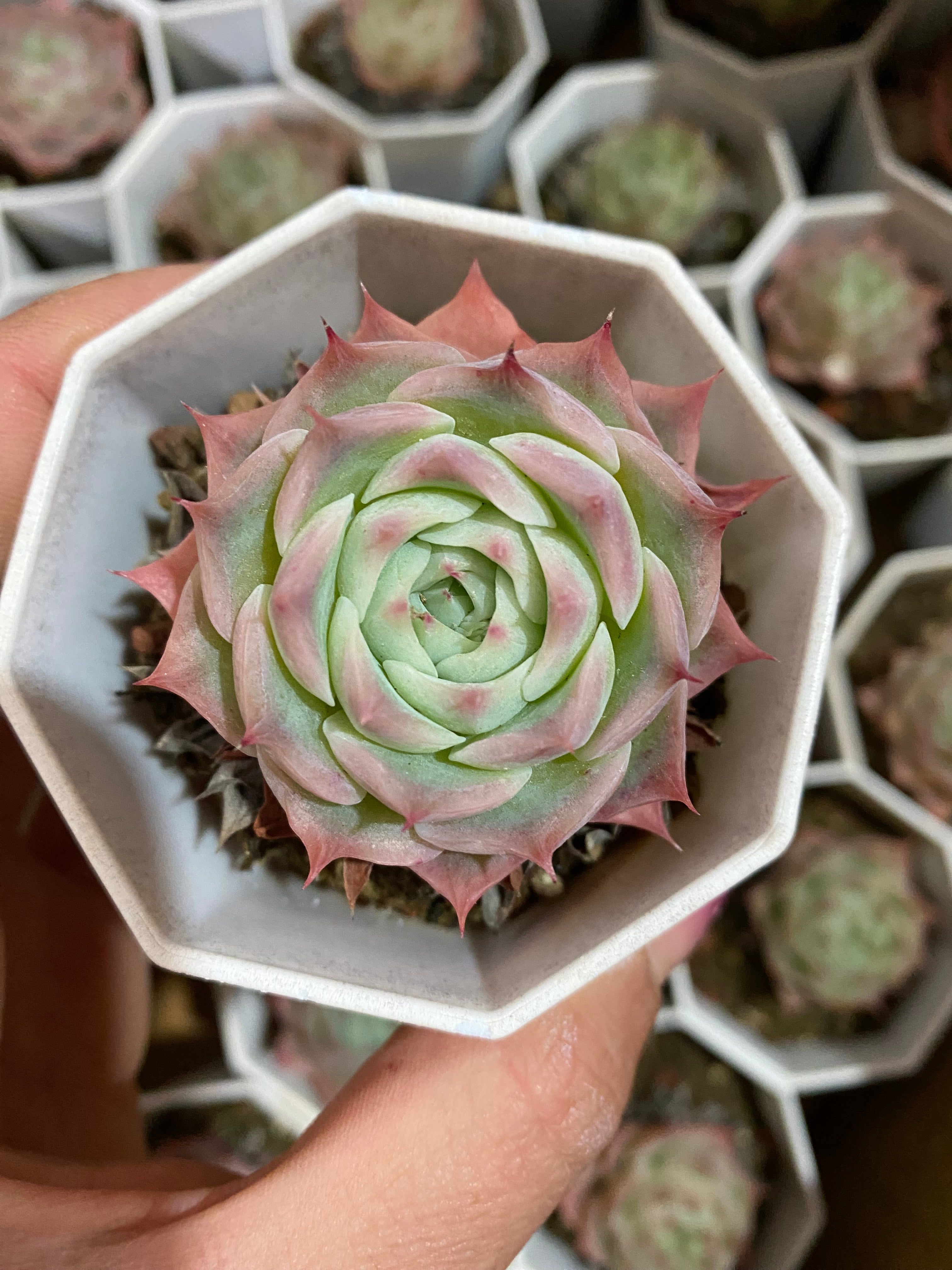 A109 エケベリア スカイワールド