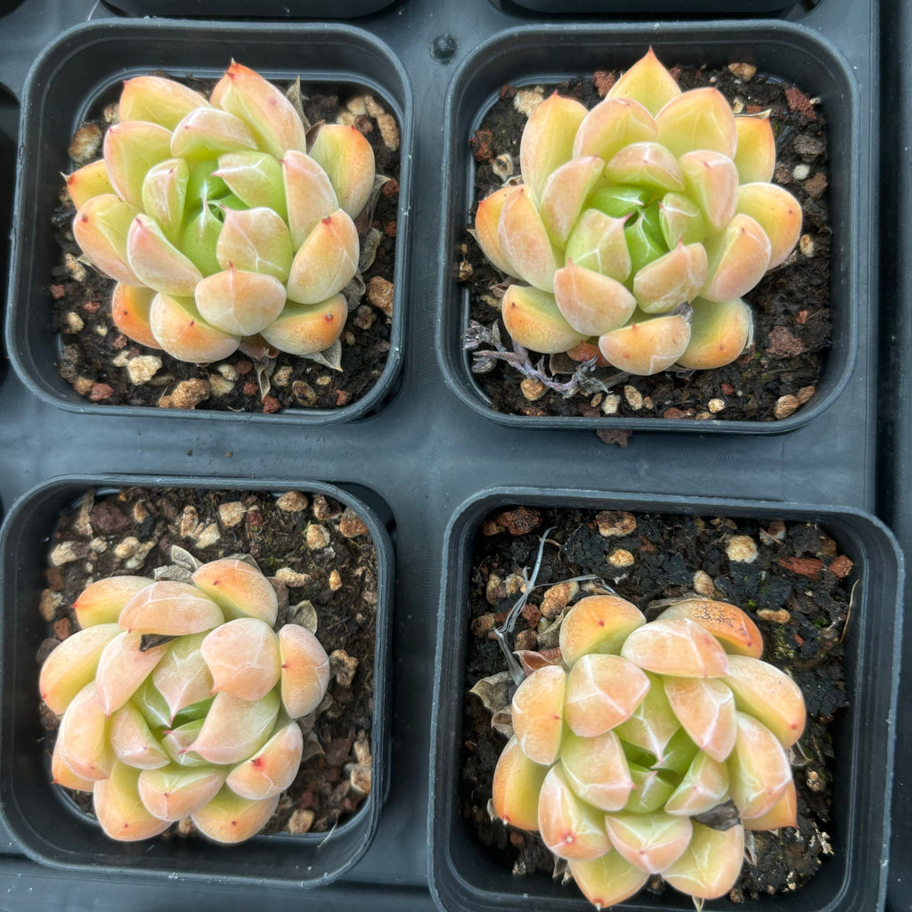 C001 エケベリア アイスバーグ