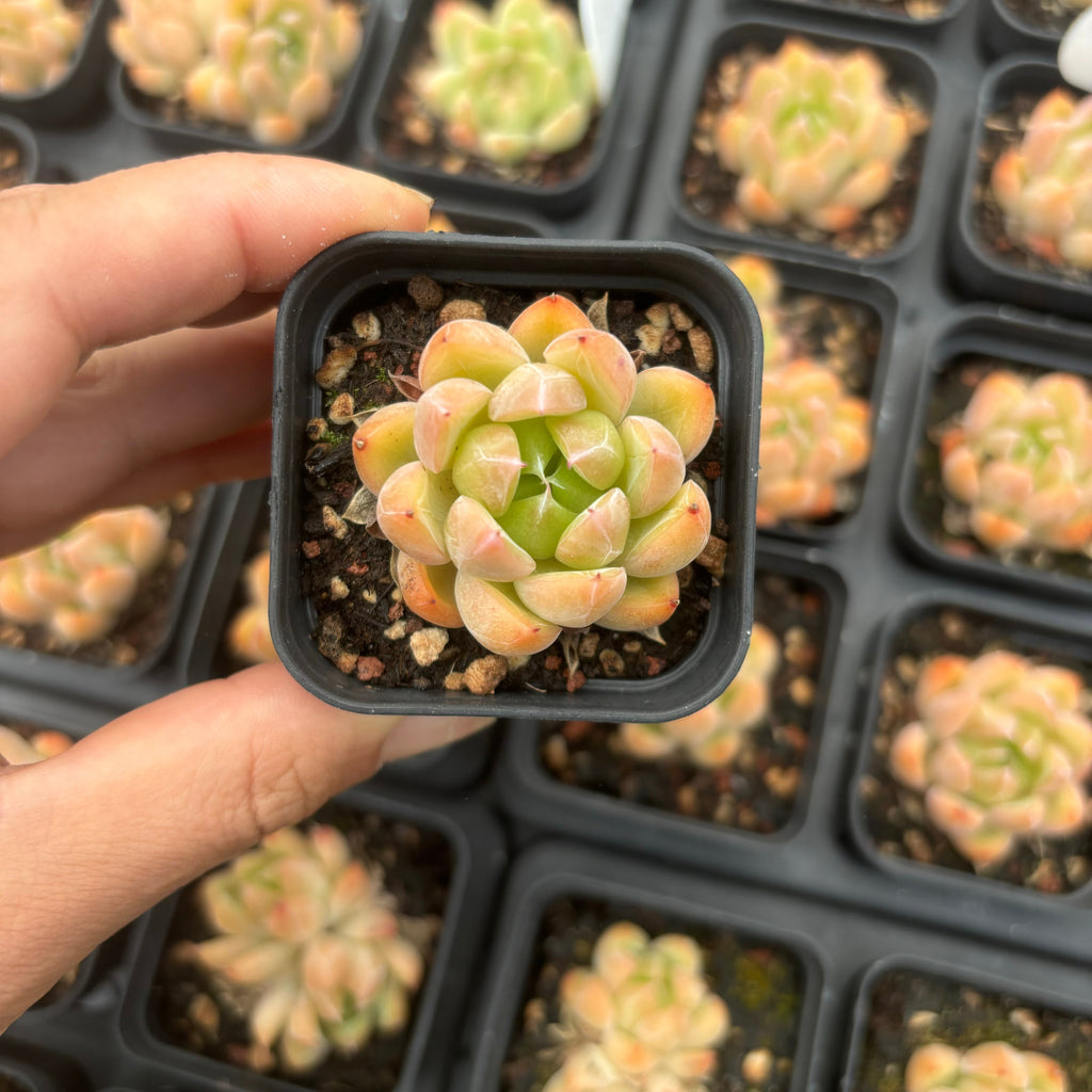 C001 エケベリア アイスバーグ