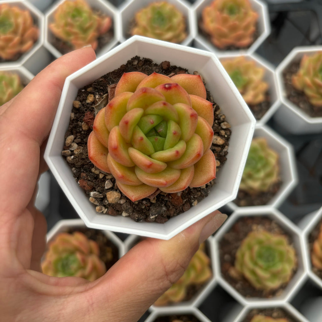 C002 エケベリア スノー・ブライド