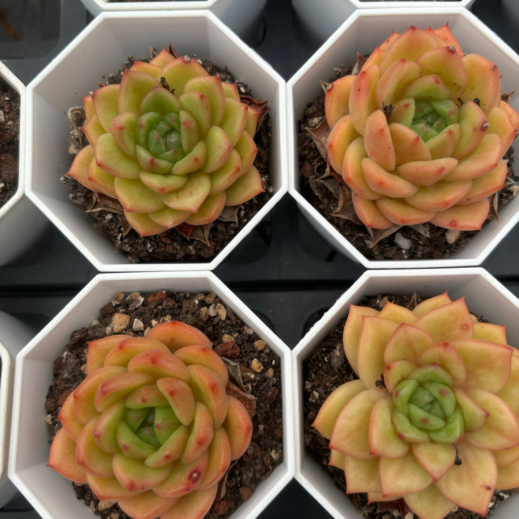 C002 エケベリア スノー・ブライド