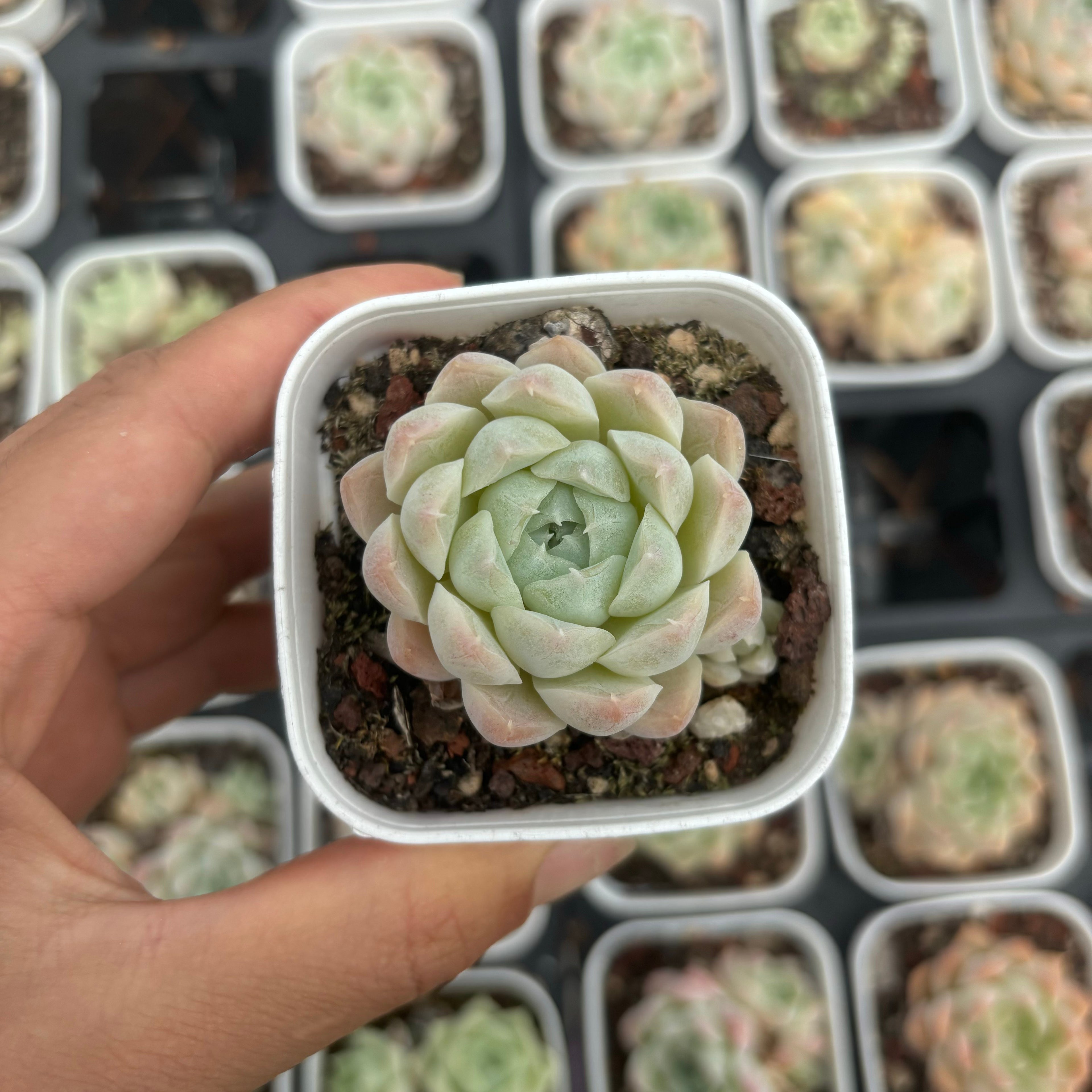 C003 エケベリア グレイシャー