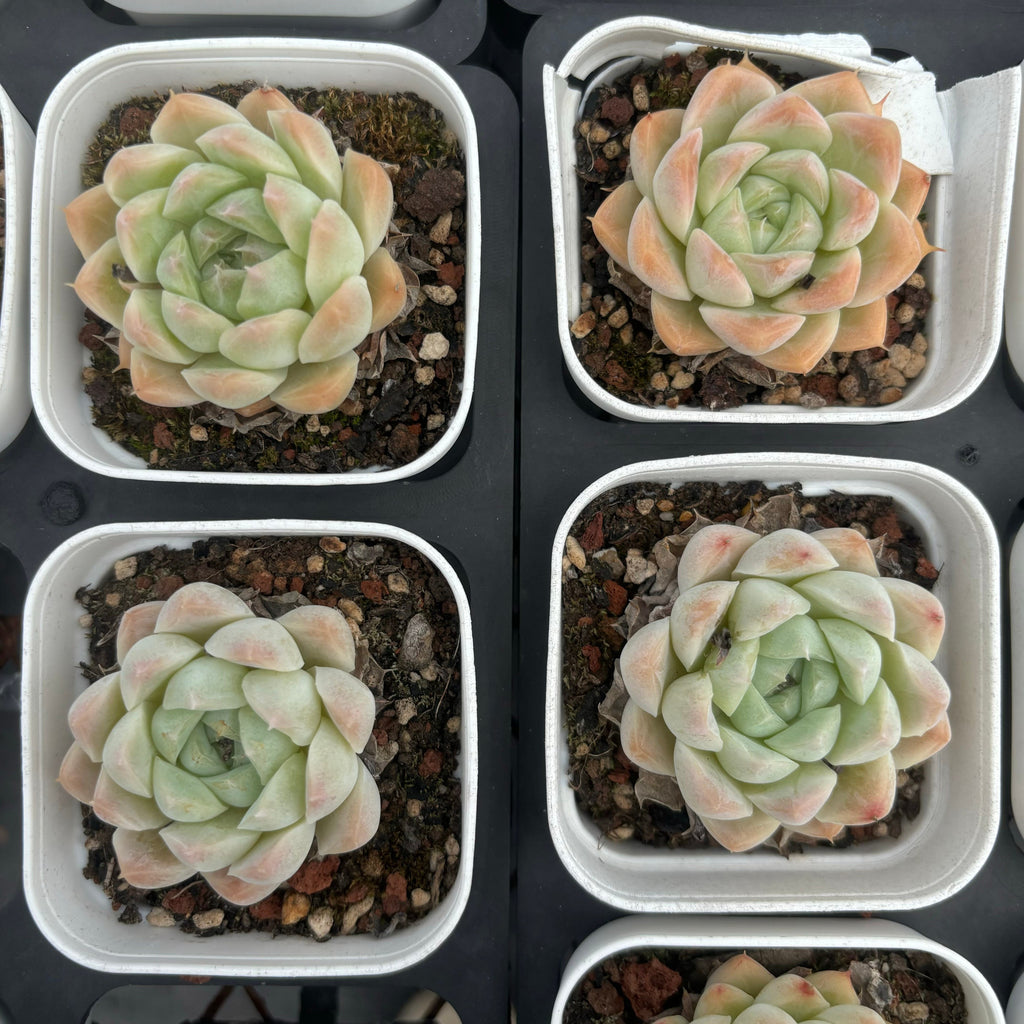 C003 エケベリア グレイシャー