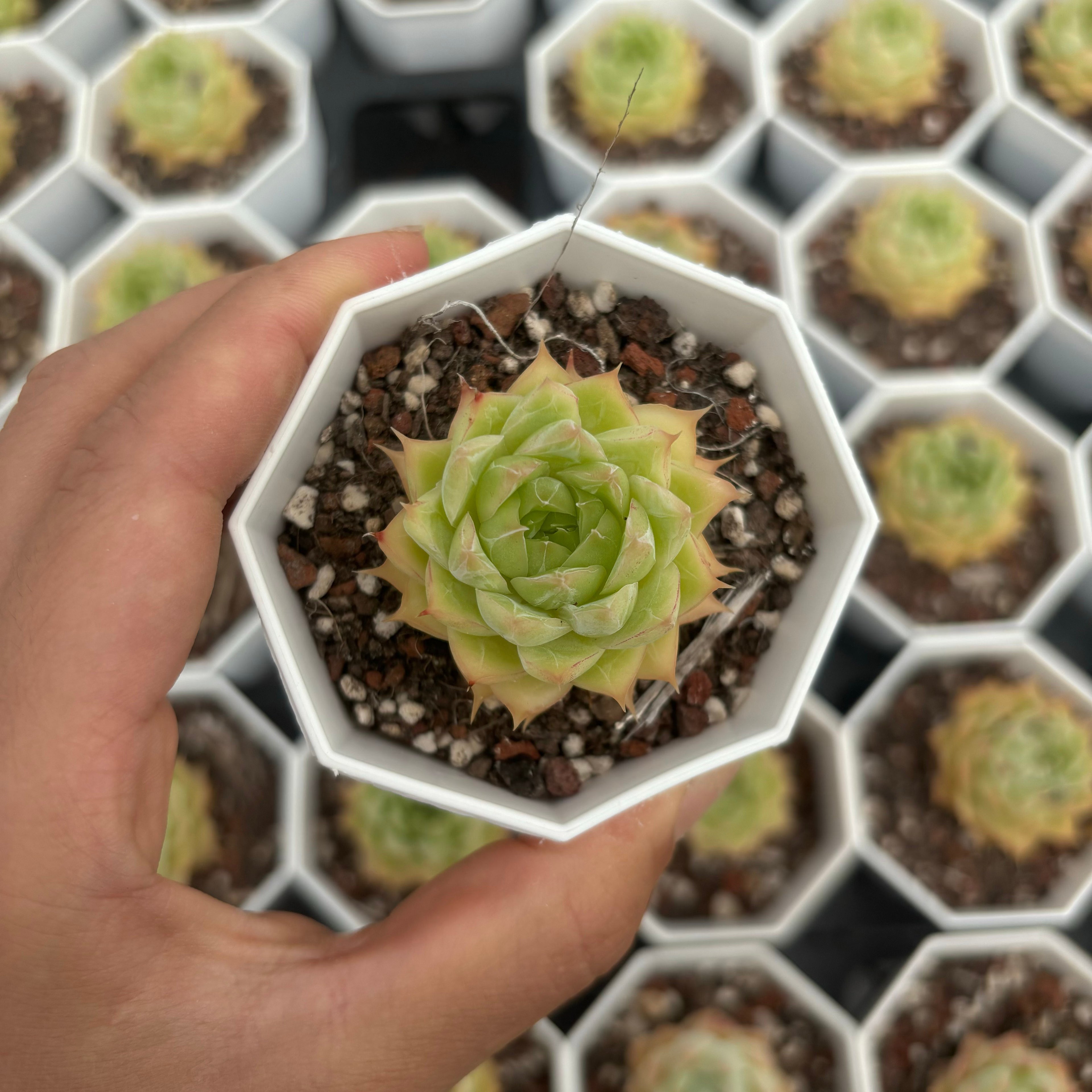 C004 マルガン125 エケベリア