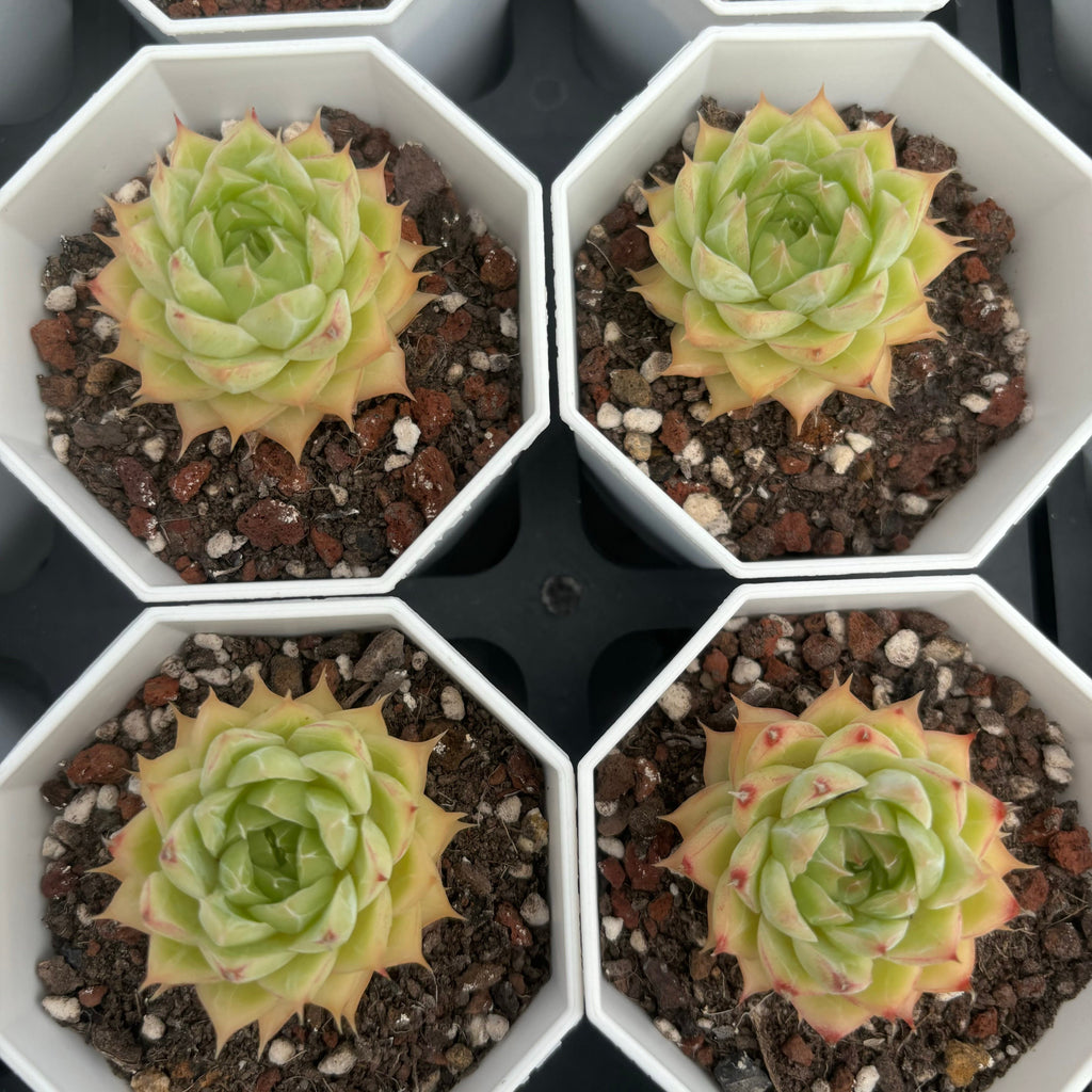 C004 マルガン125 エケベリア