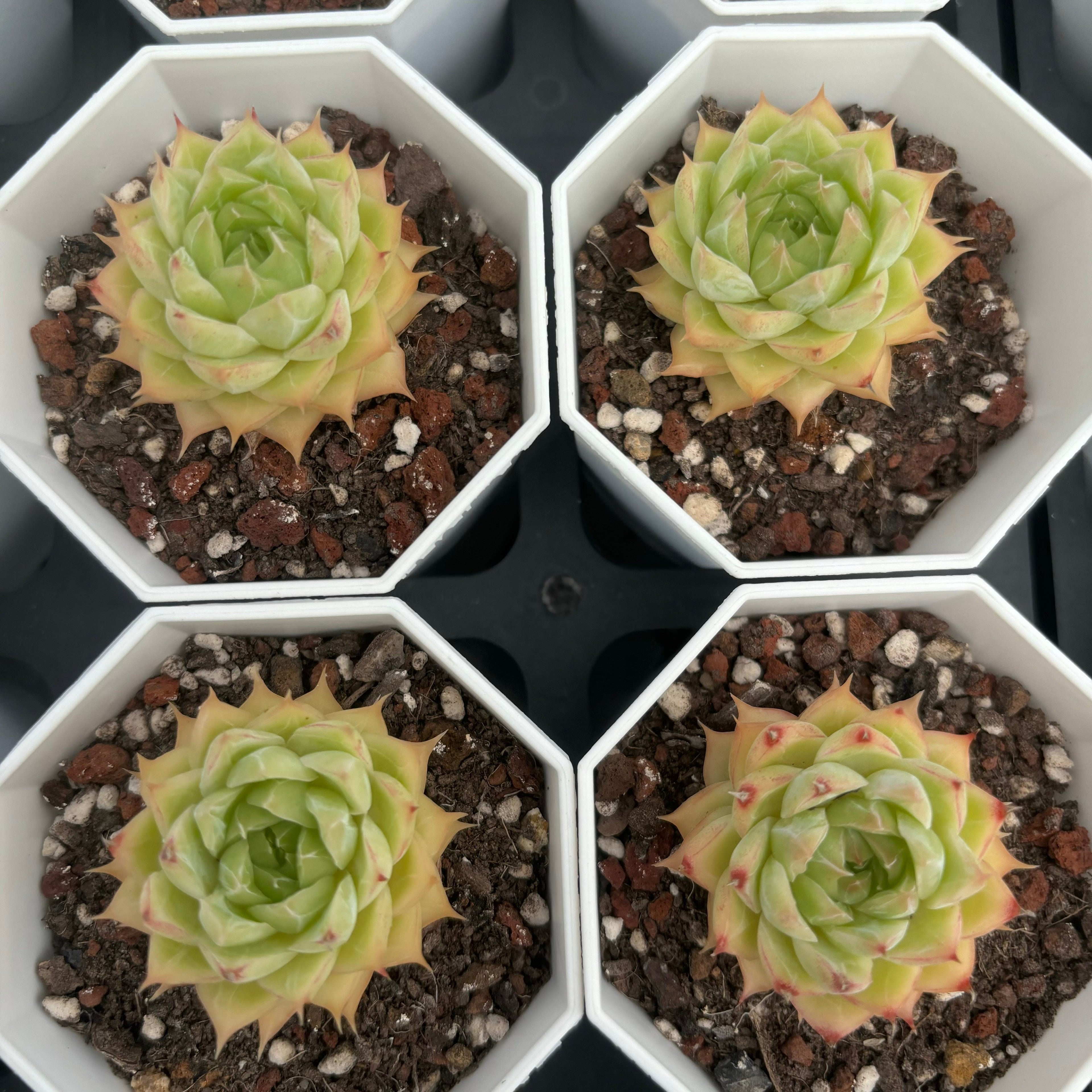 C004 マルガン125 エケベリア