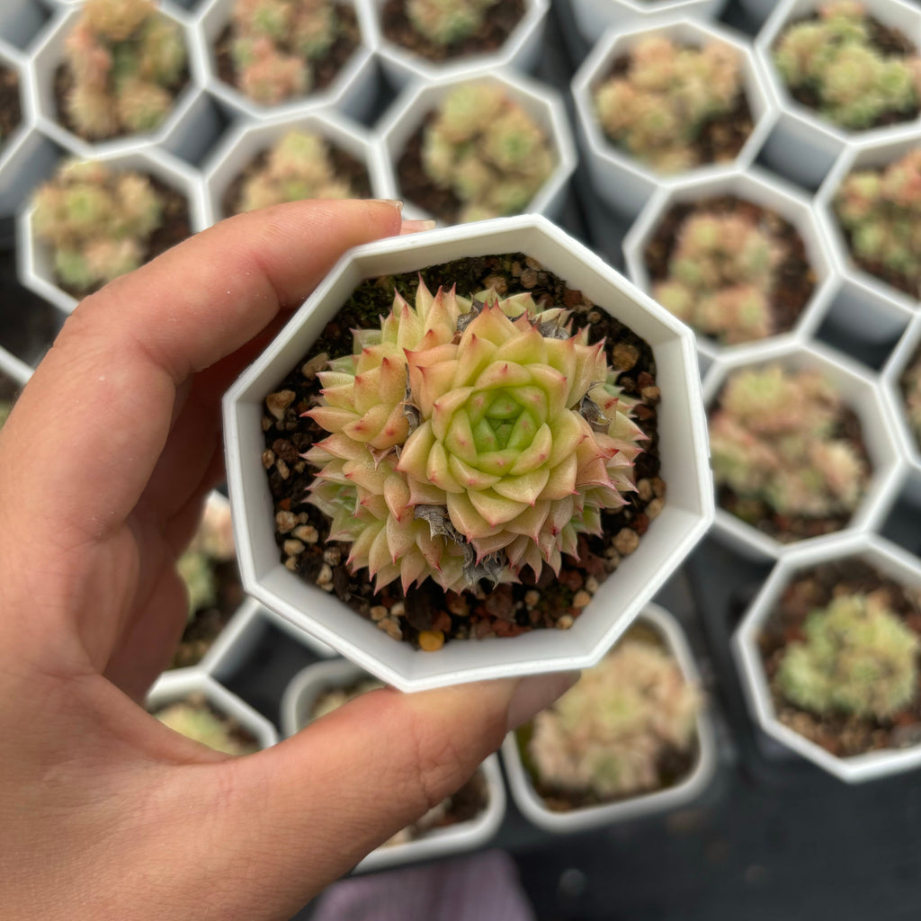 C005 マルガン092 エケベリア