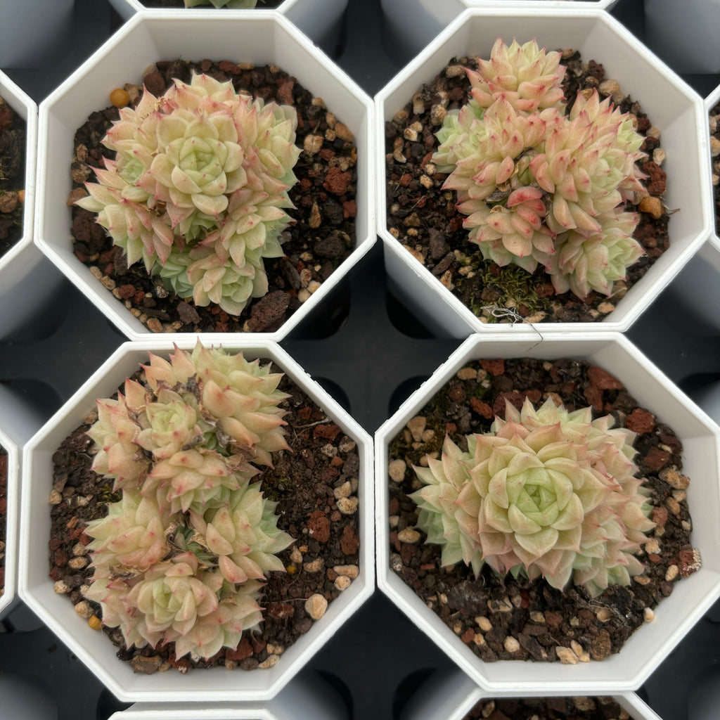 C005 マルガン092 エケベリア