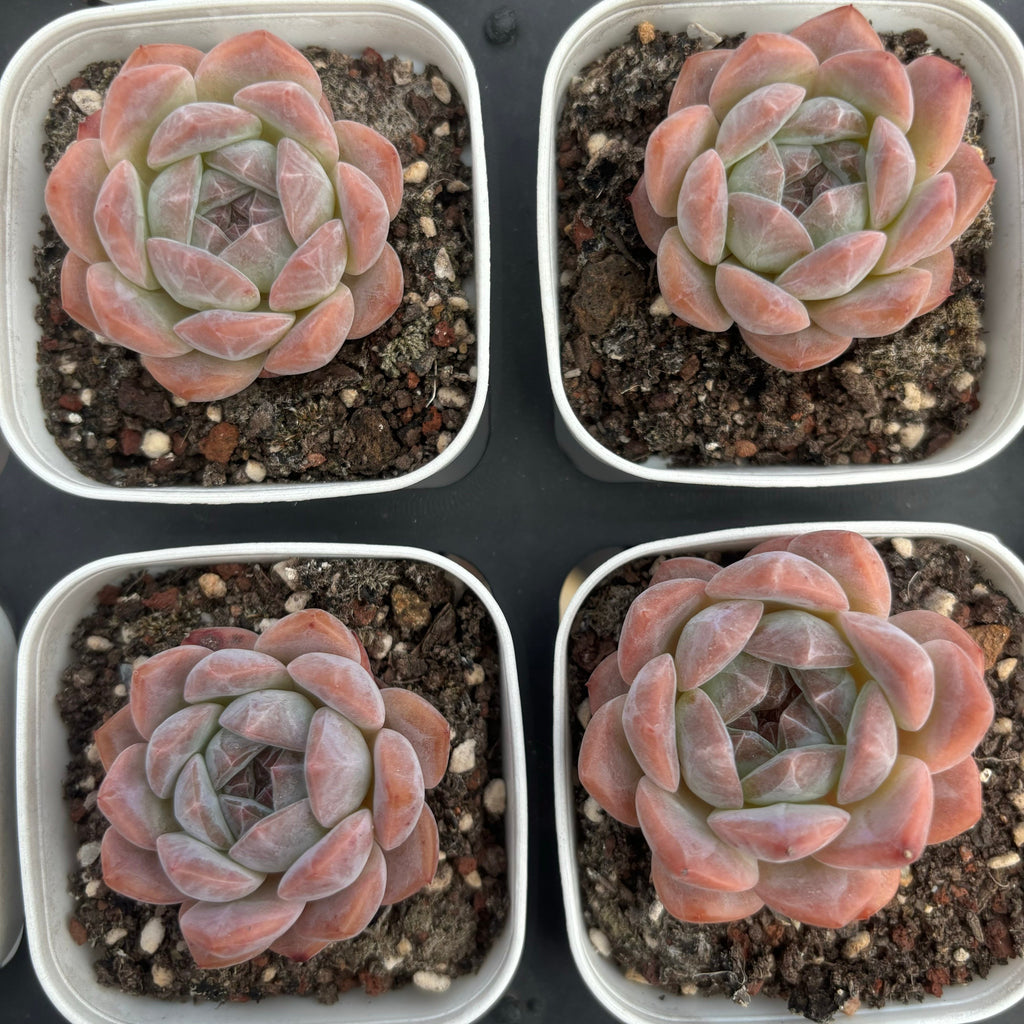 C006 エケベリア レインボー