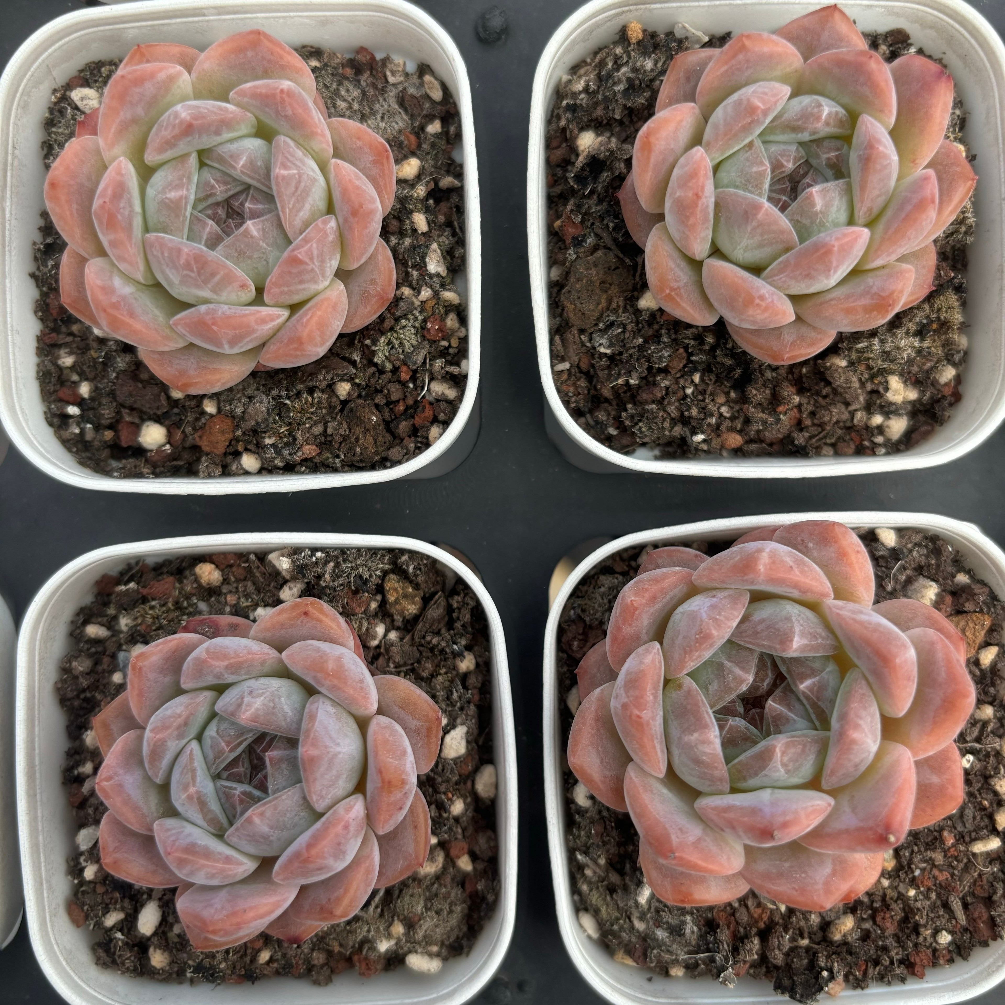 C006 エケベリア レインボー