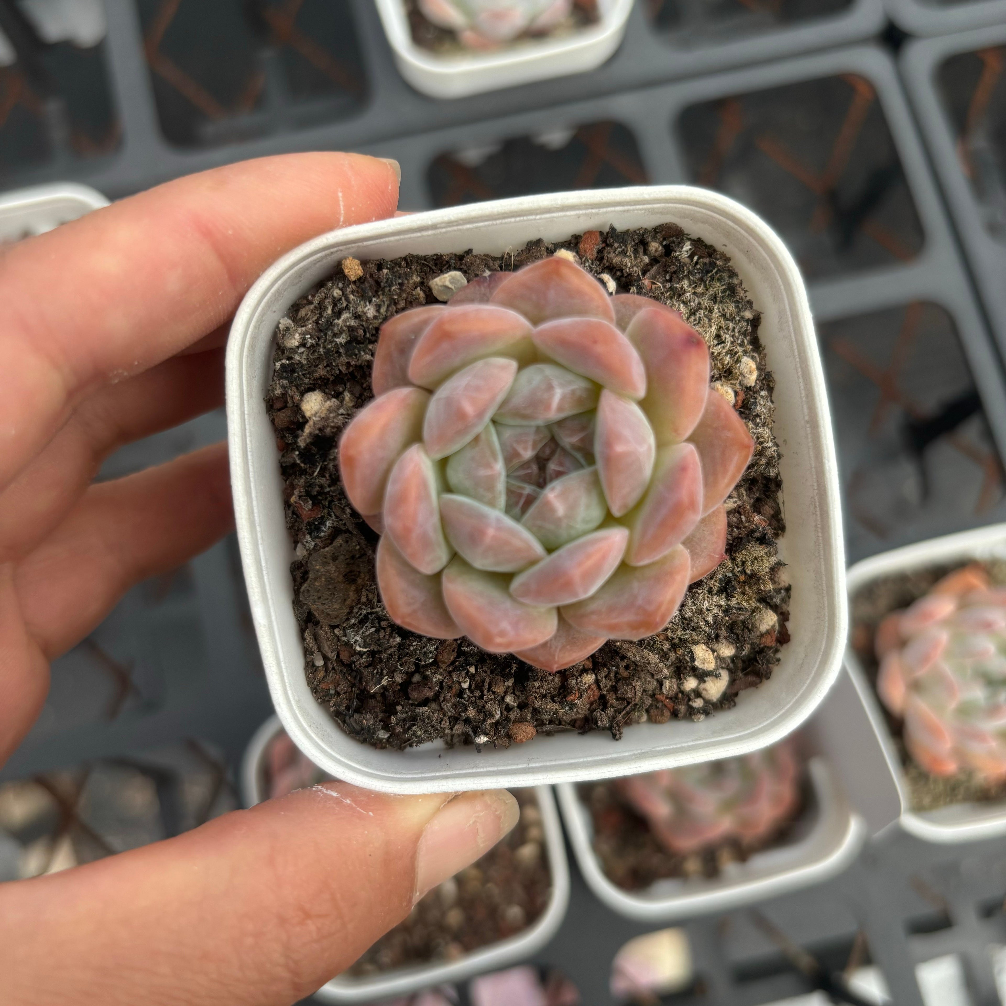 C006 エケベリア レインボー