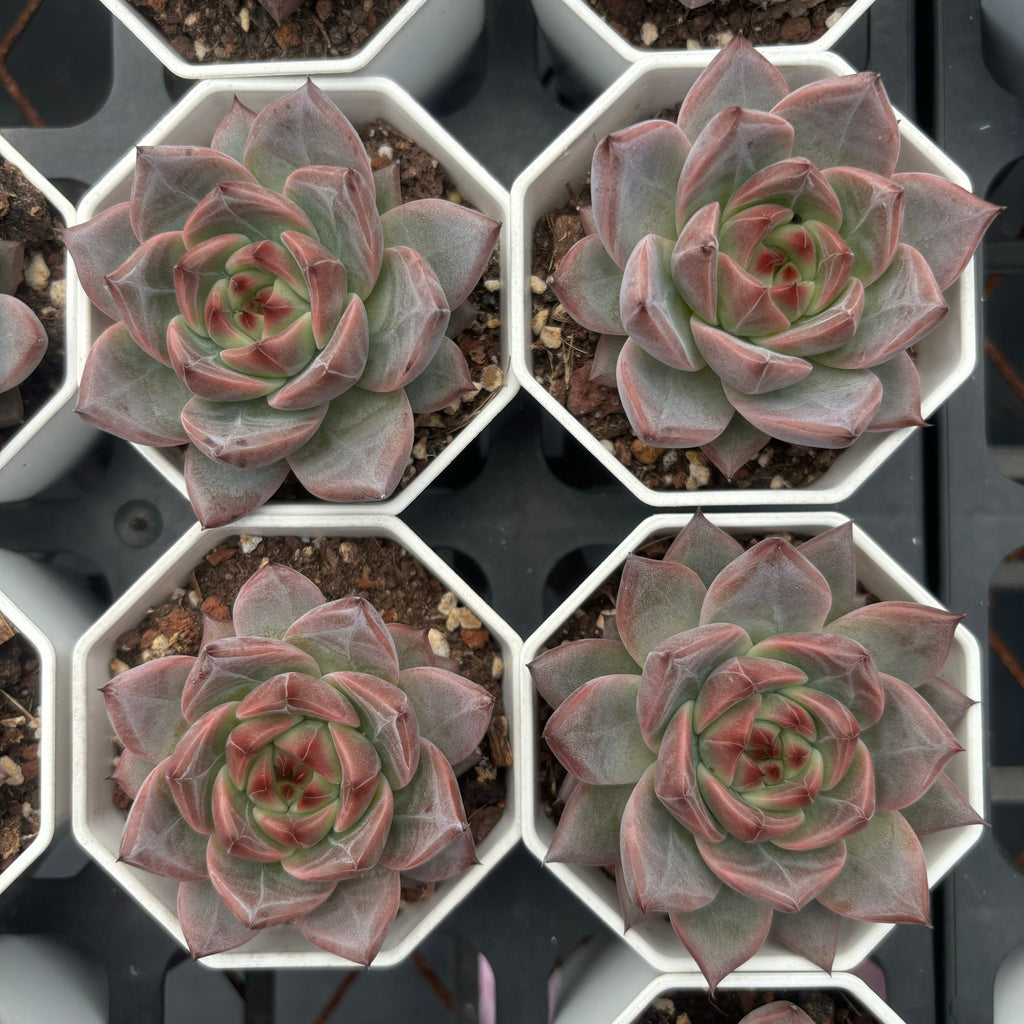 C008 047 ダークグレインエケベリア