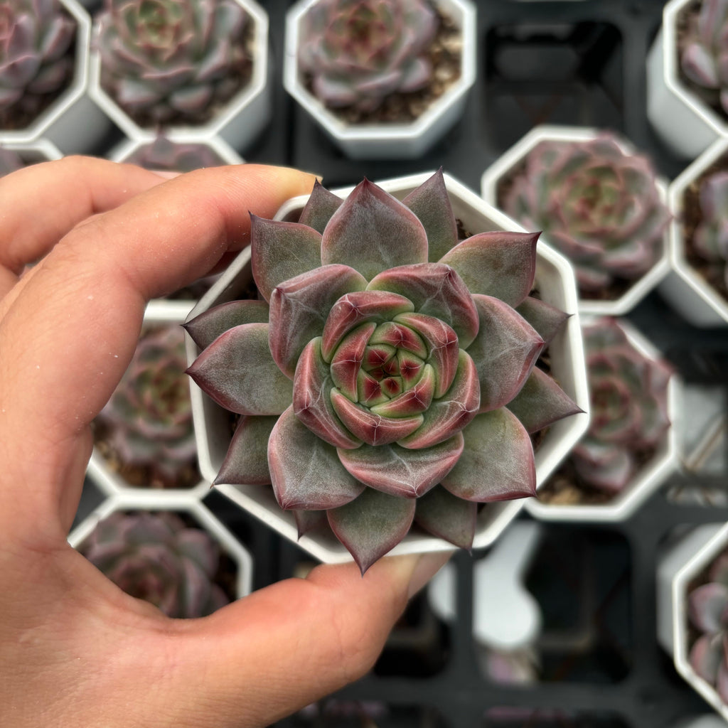 C008 047 ダークグレインエケベリア