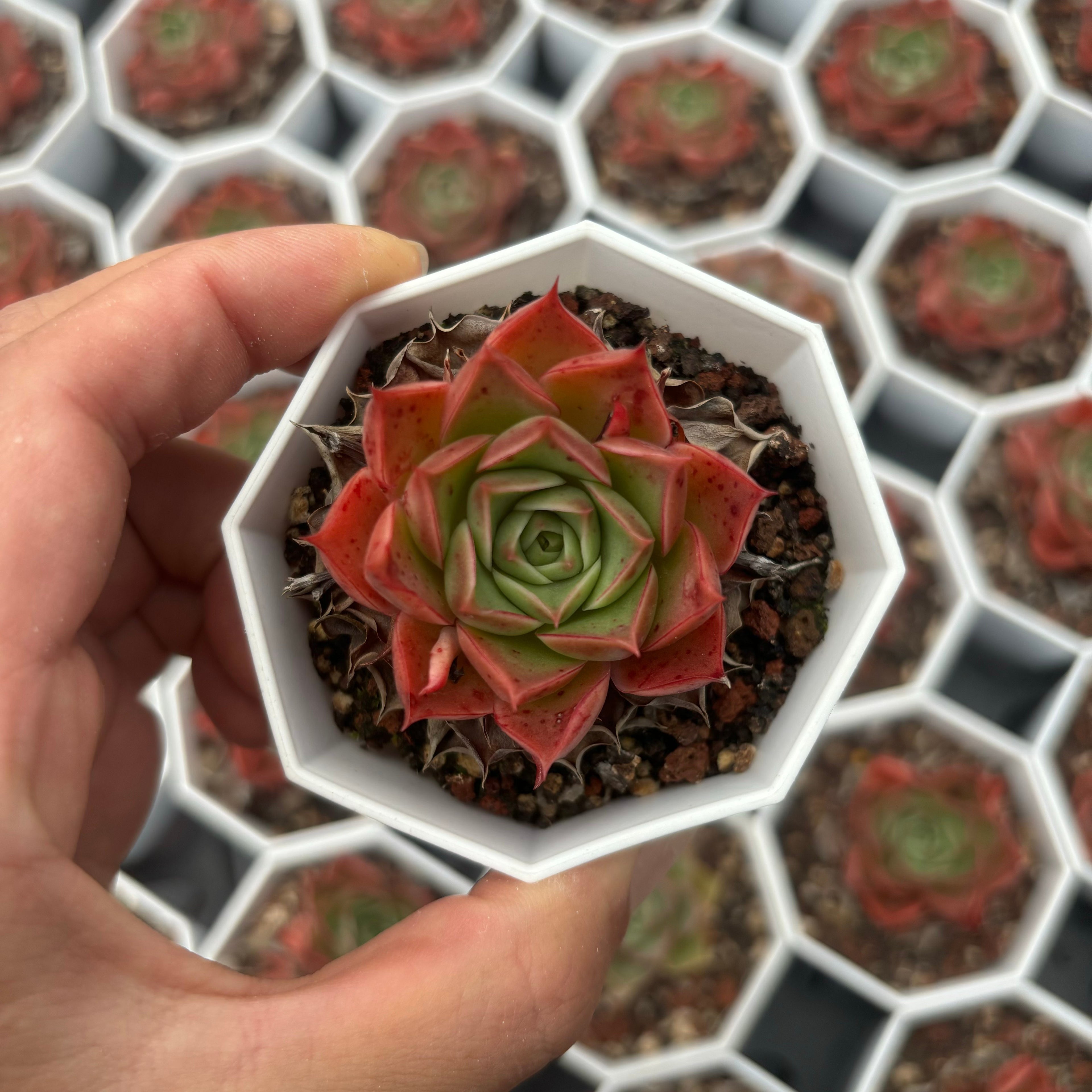 C009 エケベリア ロンギシマ・ドロップス