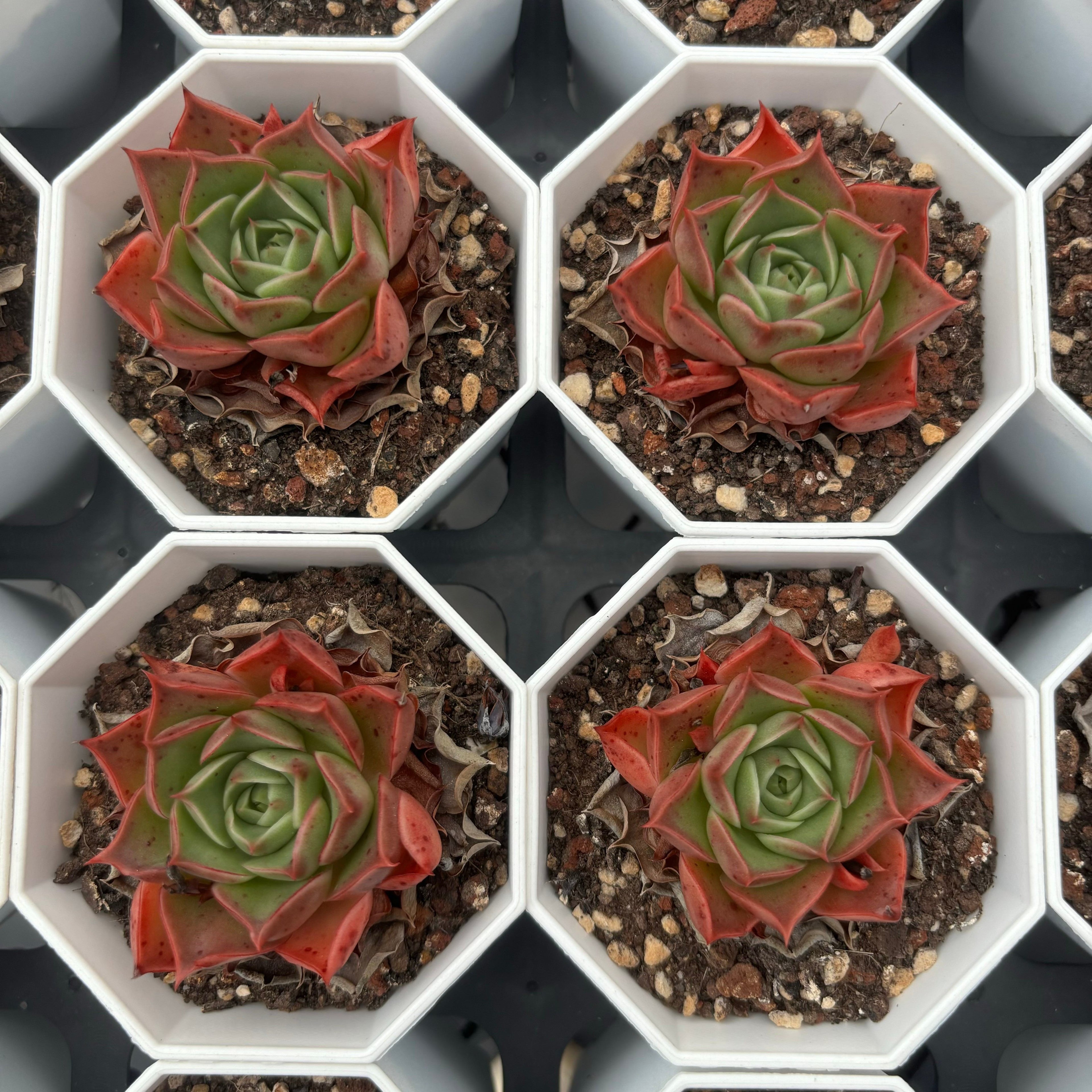 C009 エケベリア ロンギシマ・ドロップス