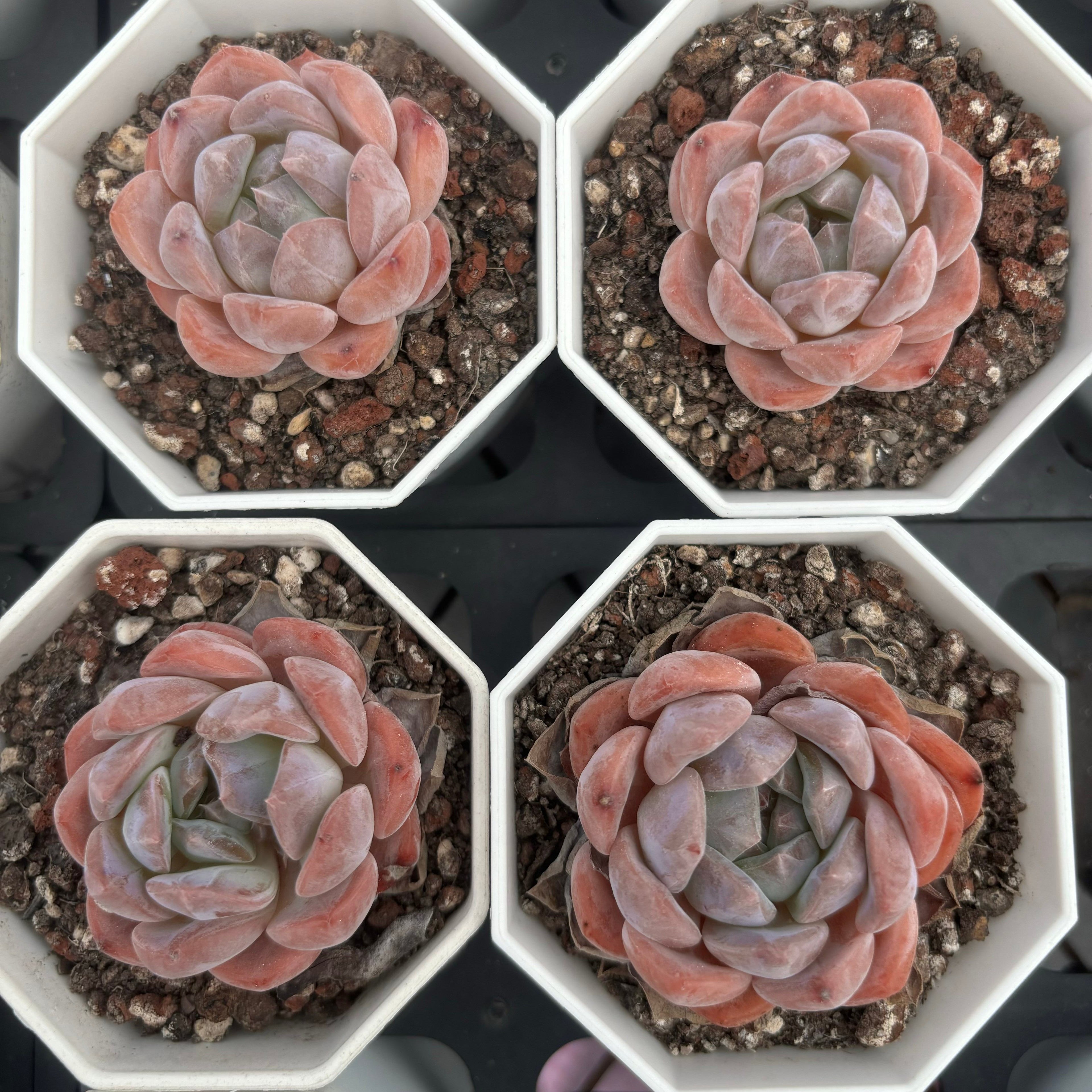 C010 エケベリア クリスタル・レイク