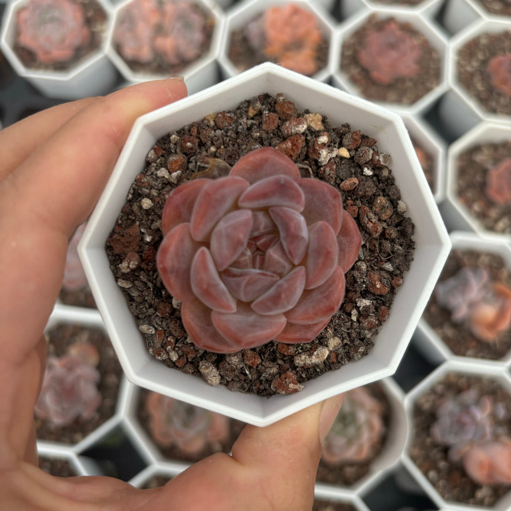 C010 エケベリア クリスタル・レイク