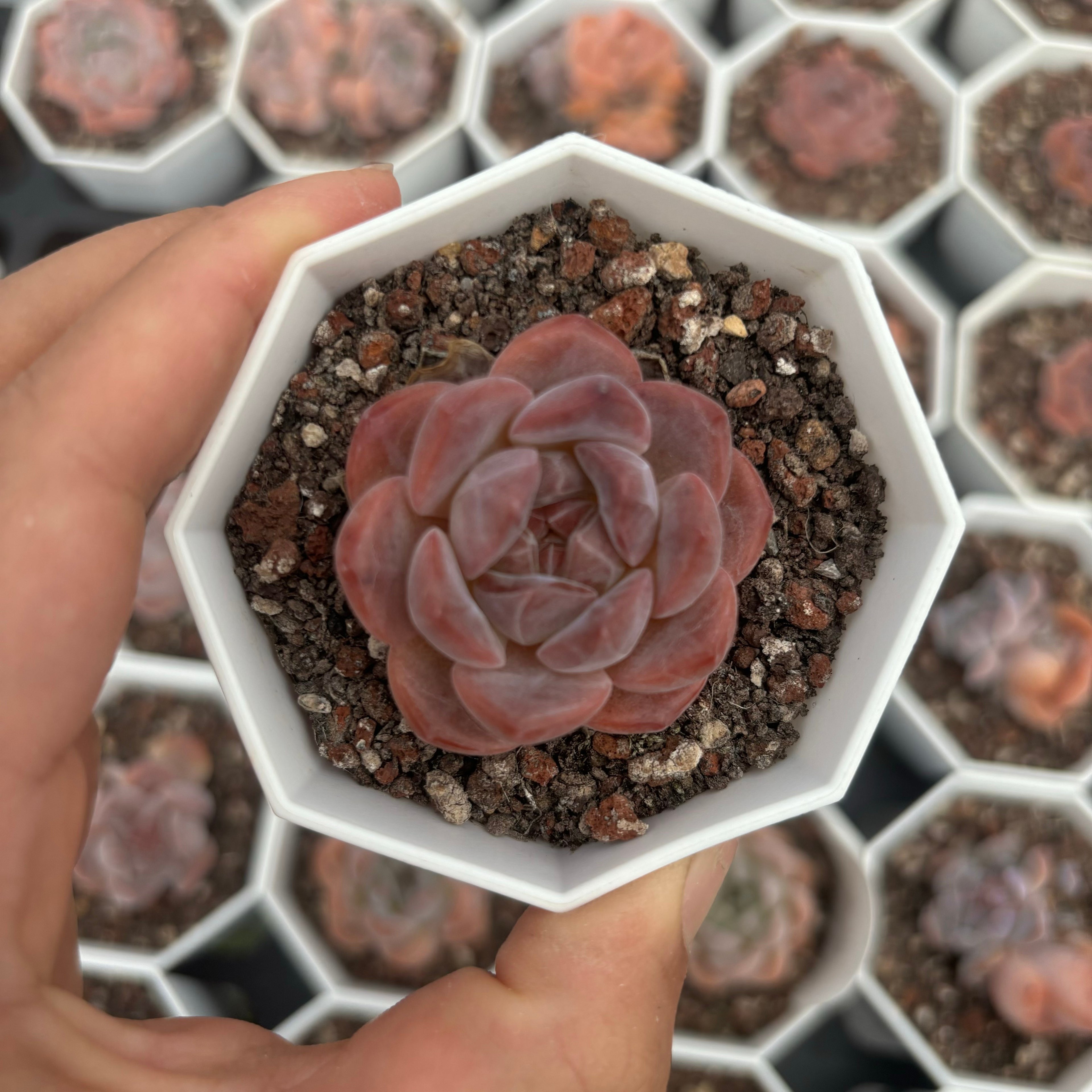 C010 エケベリア クリスタル・レイク